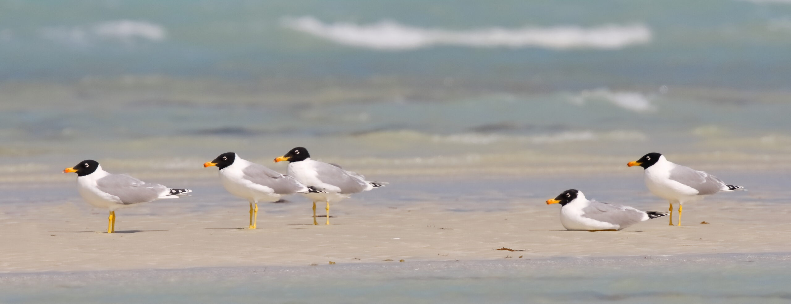 Pallas's Gull. Qatar, 14 February 2014 © Neil G. Morris