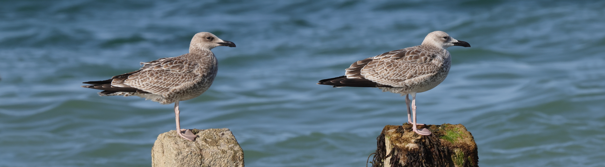 Caspian Gulls. Cromer, 10 August 2025 © Neil G. Morris
