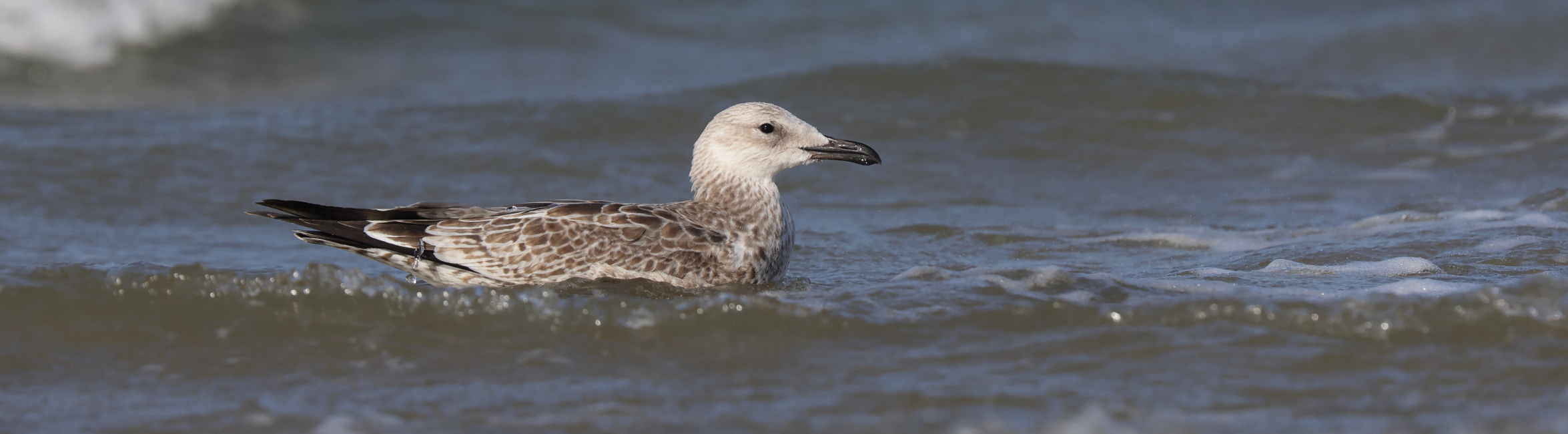 Caspian Gull. Cromer, 10 August 2025 © Neil G. Morris