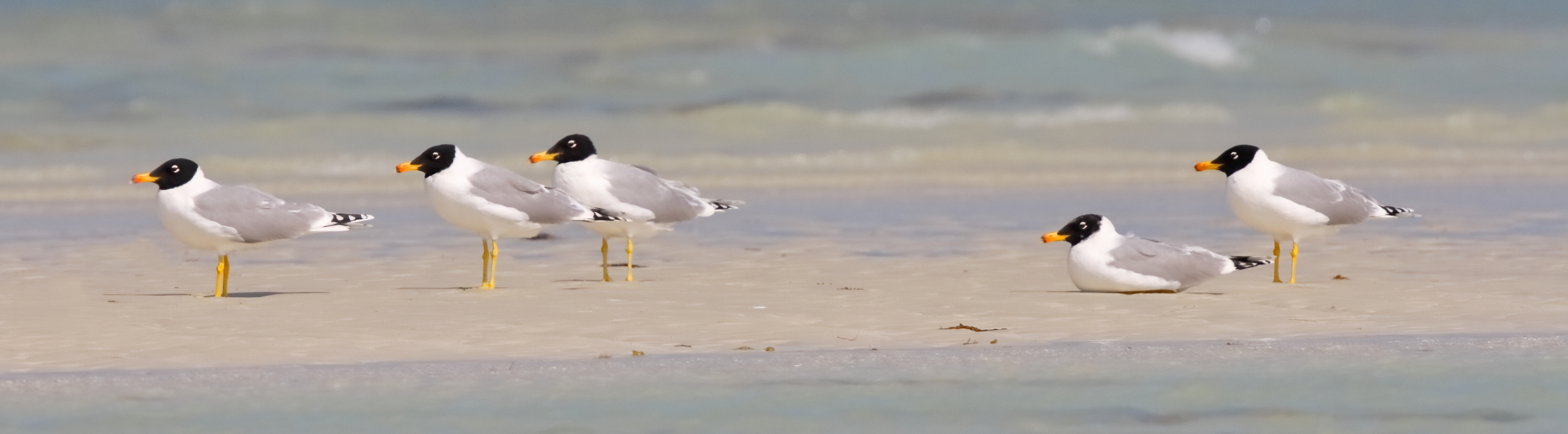 Pallas's Gull. Qatar, 14 February 2014 © Neil G. Morris