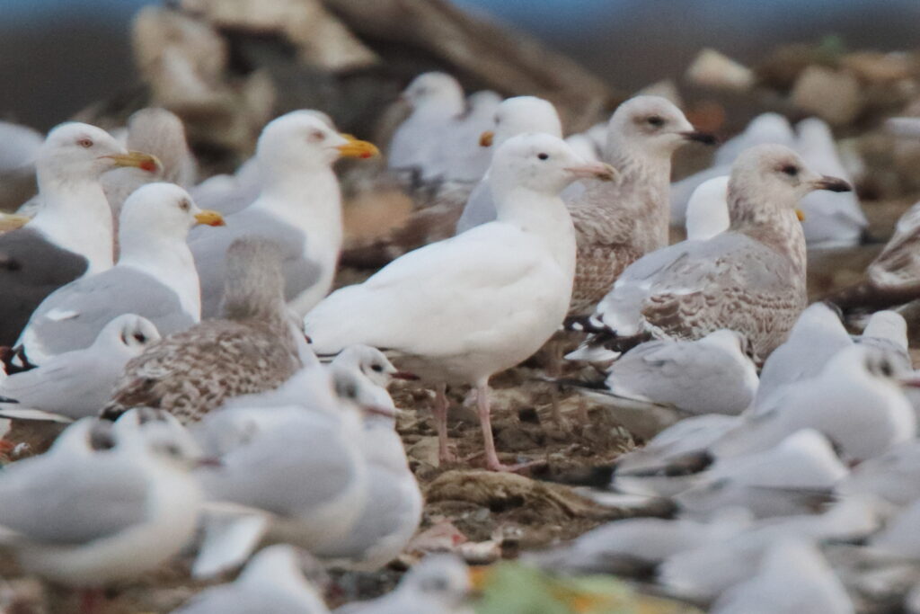 Herring Gull. Essex, 13 February 2010 © Neil G. Morris