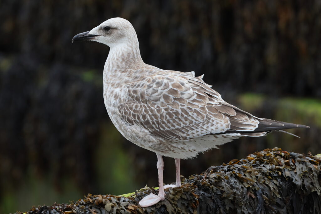 Gull sp. Norfolk, 08 August 2025 © Neil G. Morris