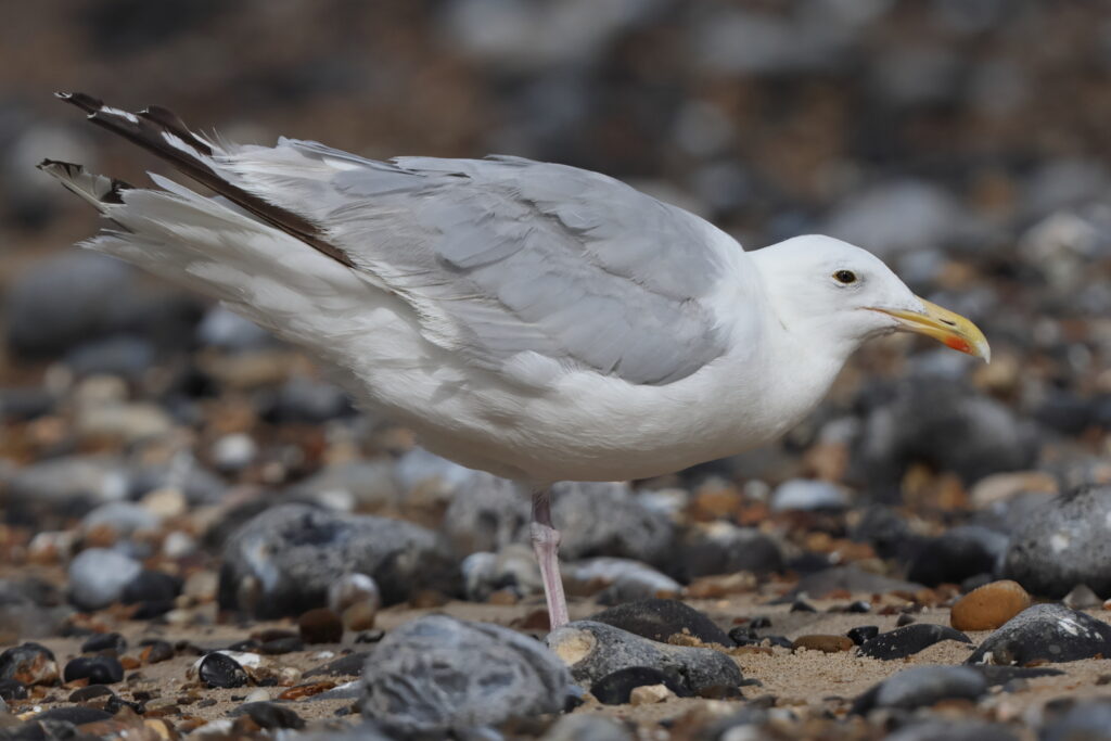 Herring Gull. Norfolk, 13 August 2025 © Neil G. Morris