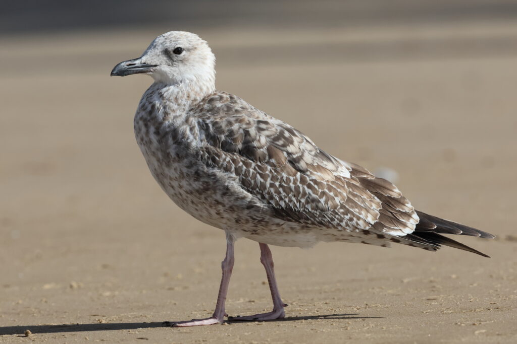 Gull sp. Norfolk, 08 September 2025 © Neil G. Morris