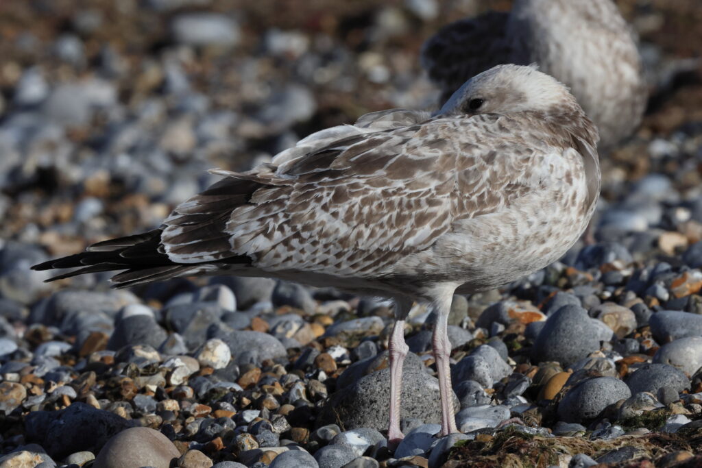 Gull sp. Norfolk, 08 September 2025 © Neil G. Morris
