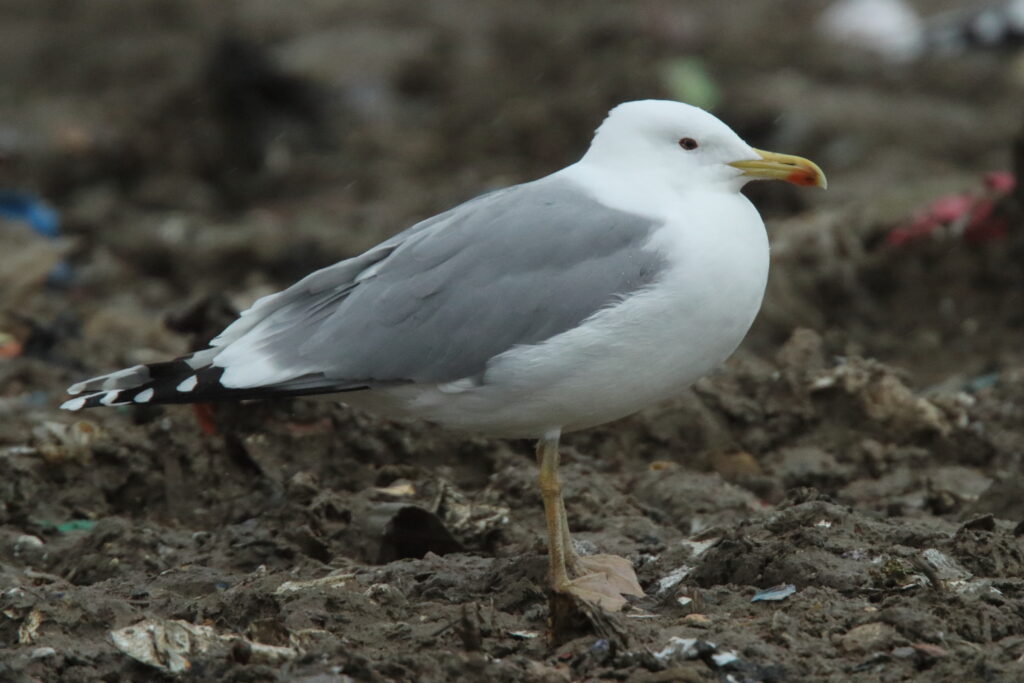 Caspian Gull. Essex, 16 January 2010 © Neil G. Morris