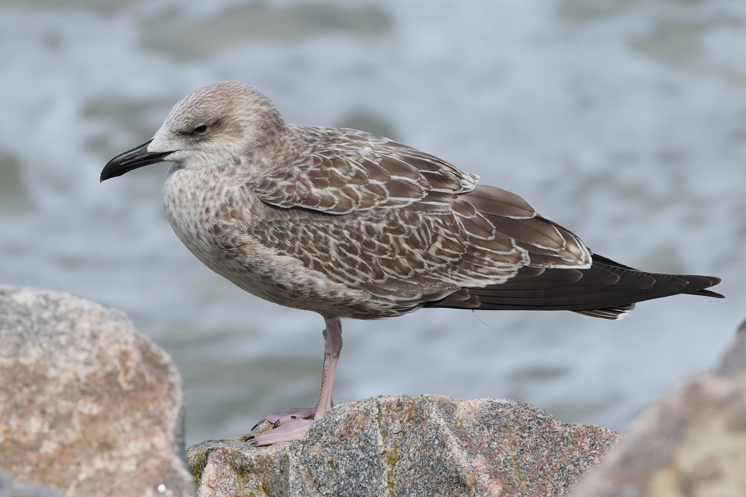 Caspian Gull. Norfolk, 05 August 2025 © Neil G. Morris.