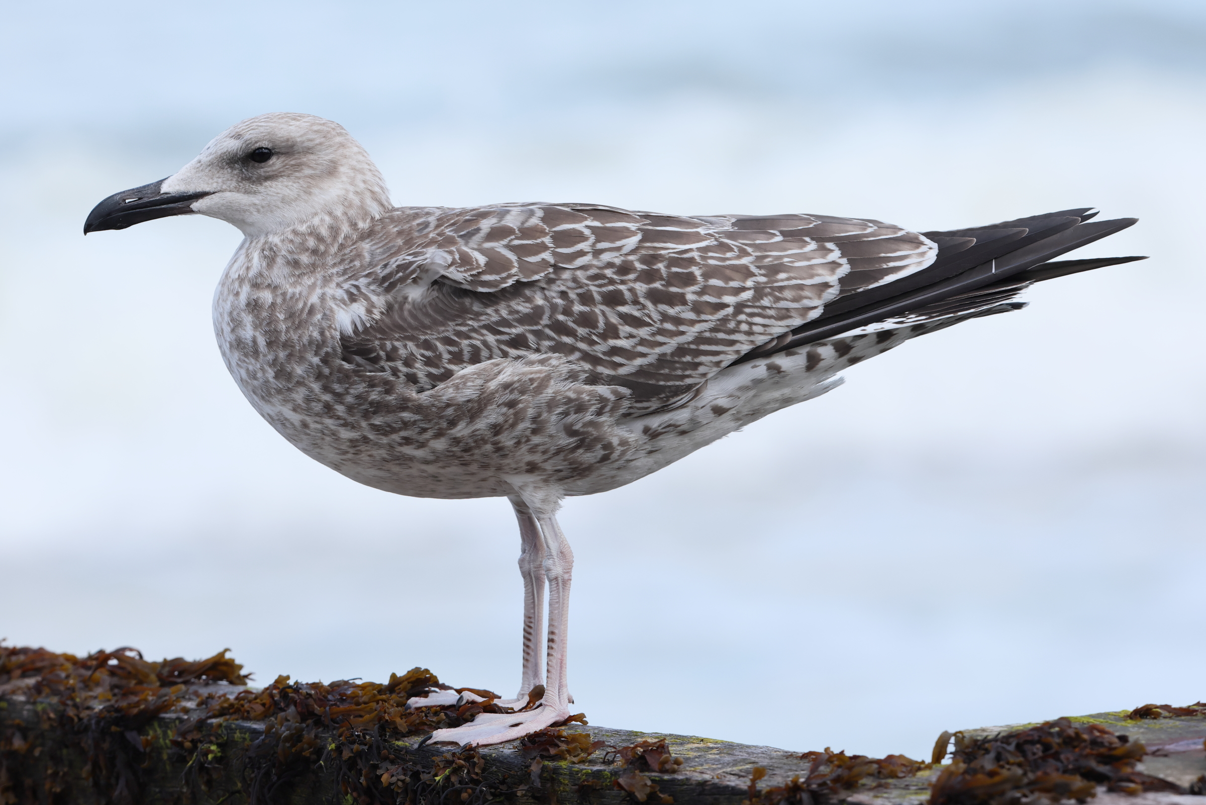 Caspian Gull. Norfolk, 05 August 2025 © Neil G. Morris.