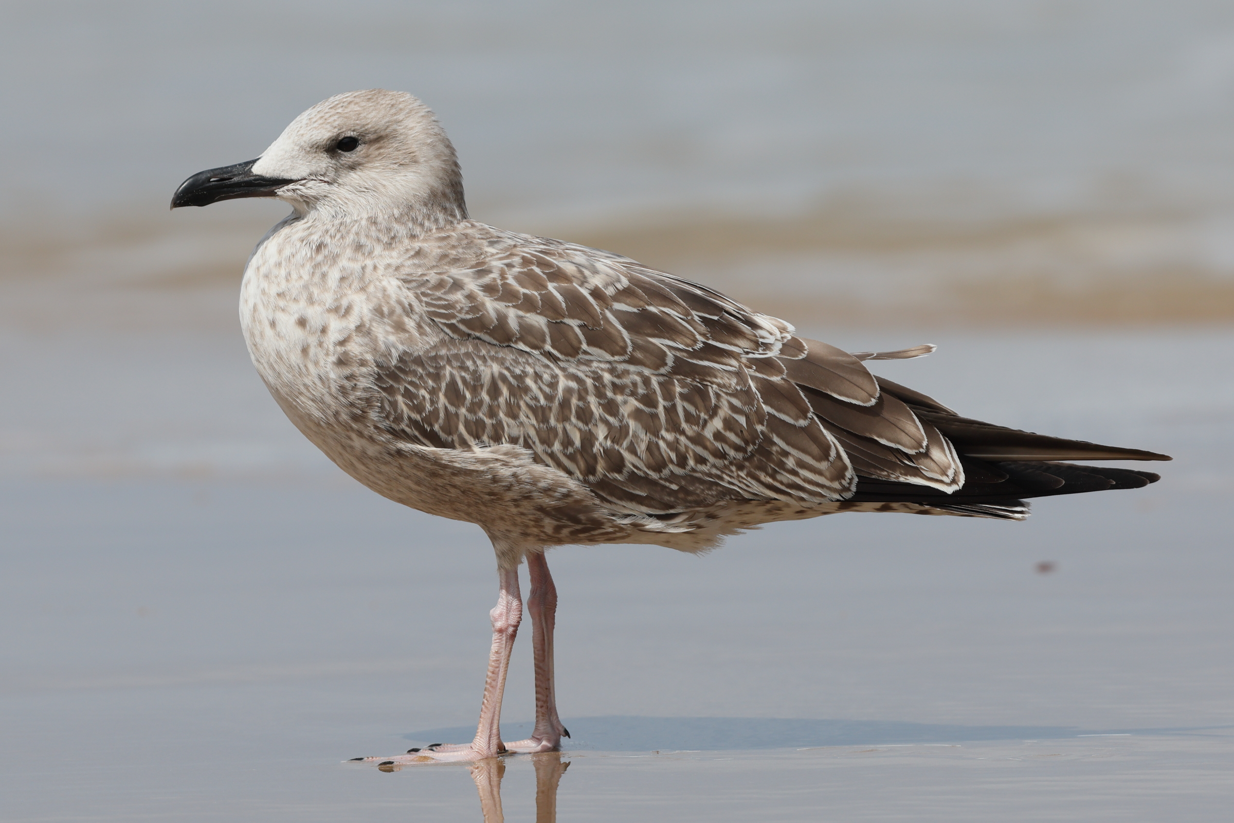 Caspian Gull. Norfolk, 07 August 2025 © Neil G. Morris.