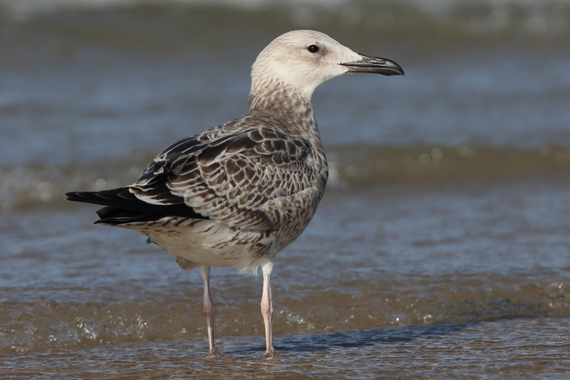 Caspian Gull. Norfolk, 10 August 2025 © Neil G. Morris.