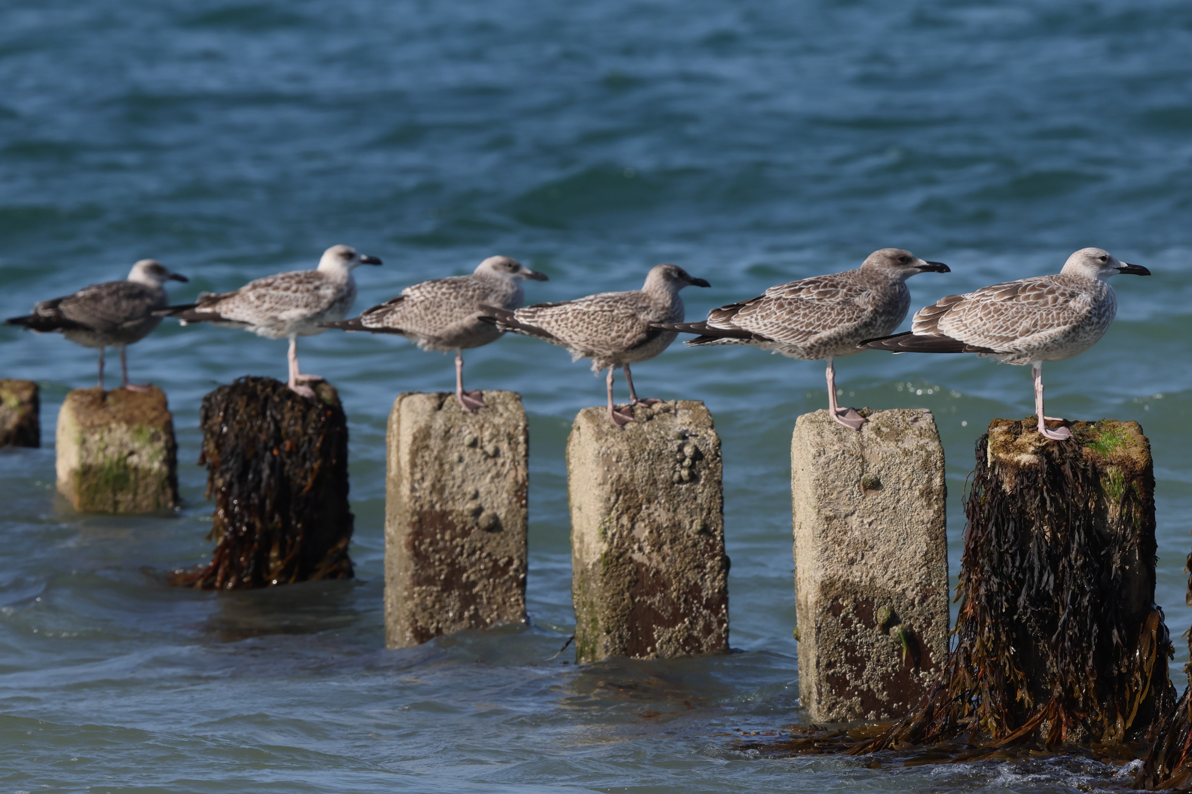 Caspian Gull. Norfolk, 10 August 2025 © Neil G. Morris.