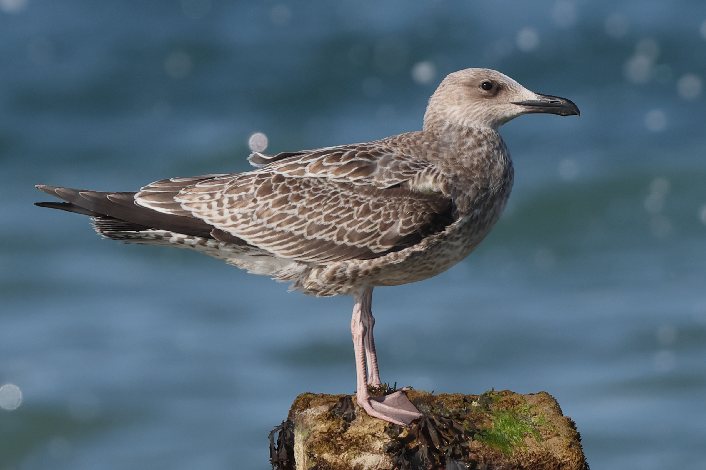 Caspian Gull. Norfolk, 10 August 2025 © Neil G. Morris.