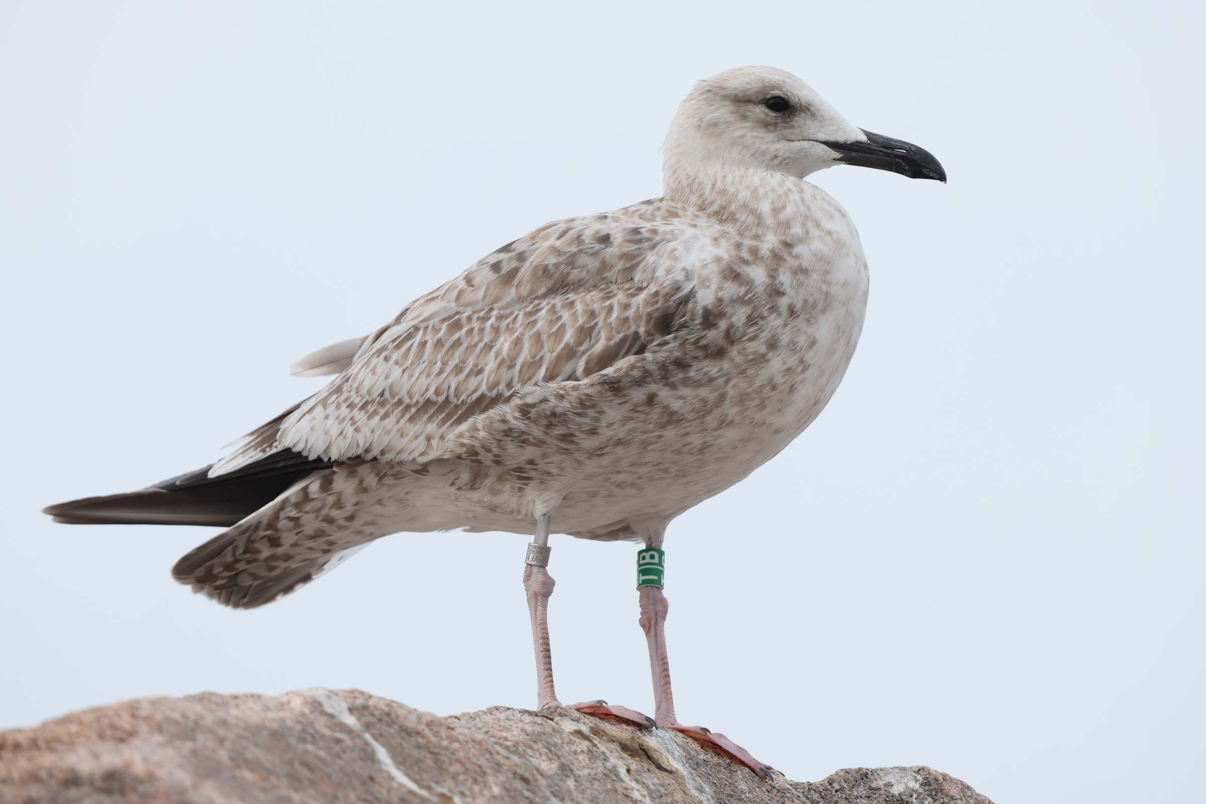 Caspian Gull. Norfolk, 13 August 2025 © Neil G. Morris.