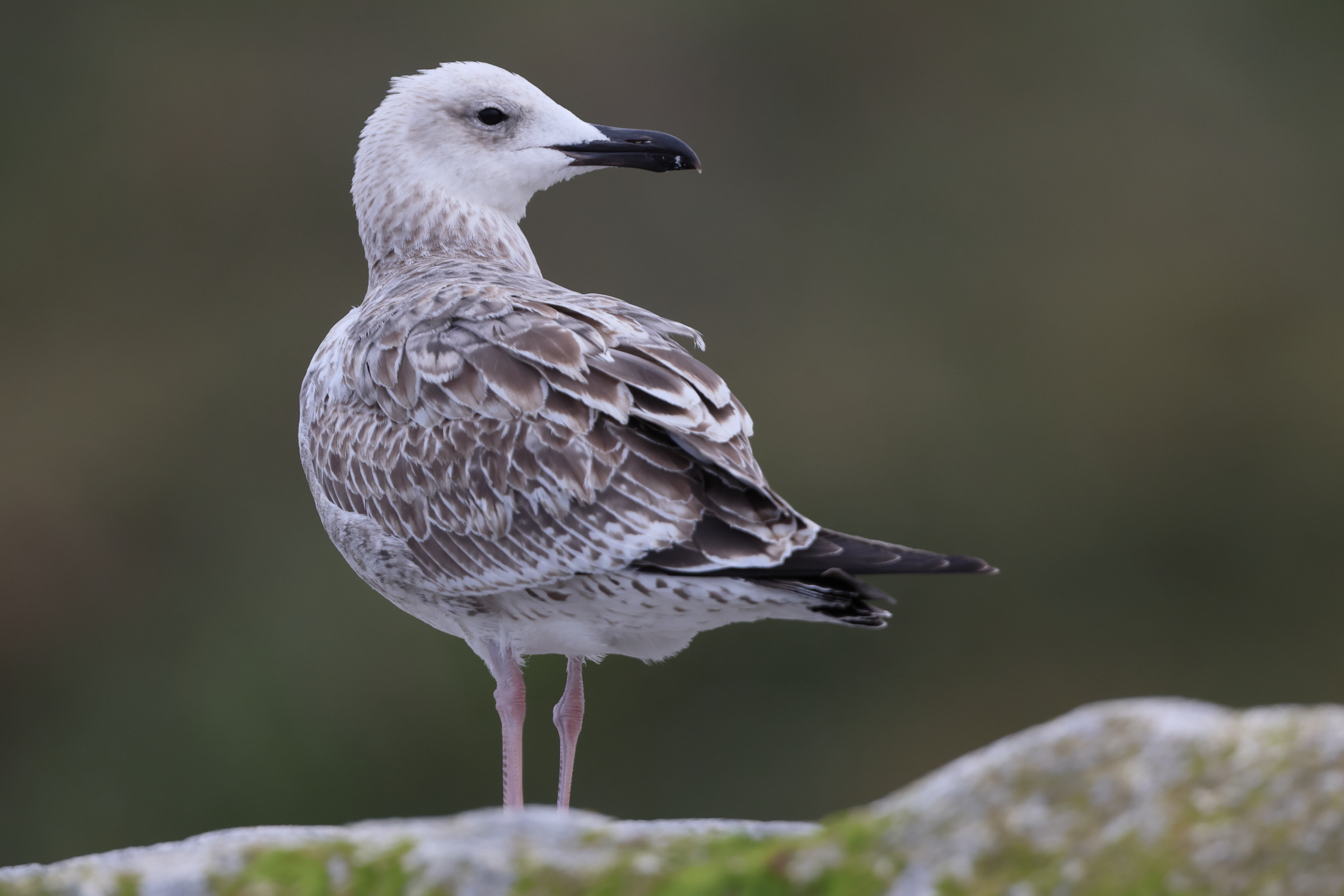 Caspian Gull. Norfolk, 13 August 2025 © Neil G. Morris.