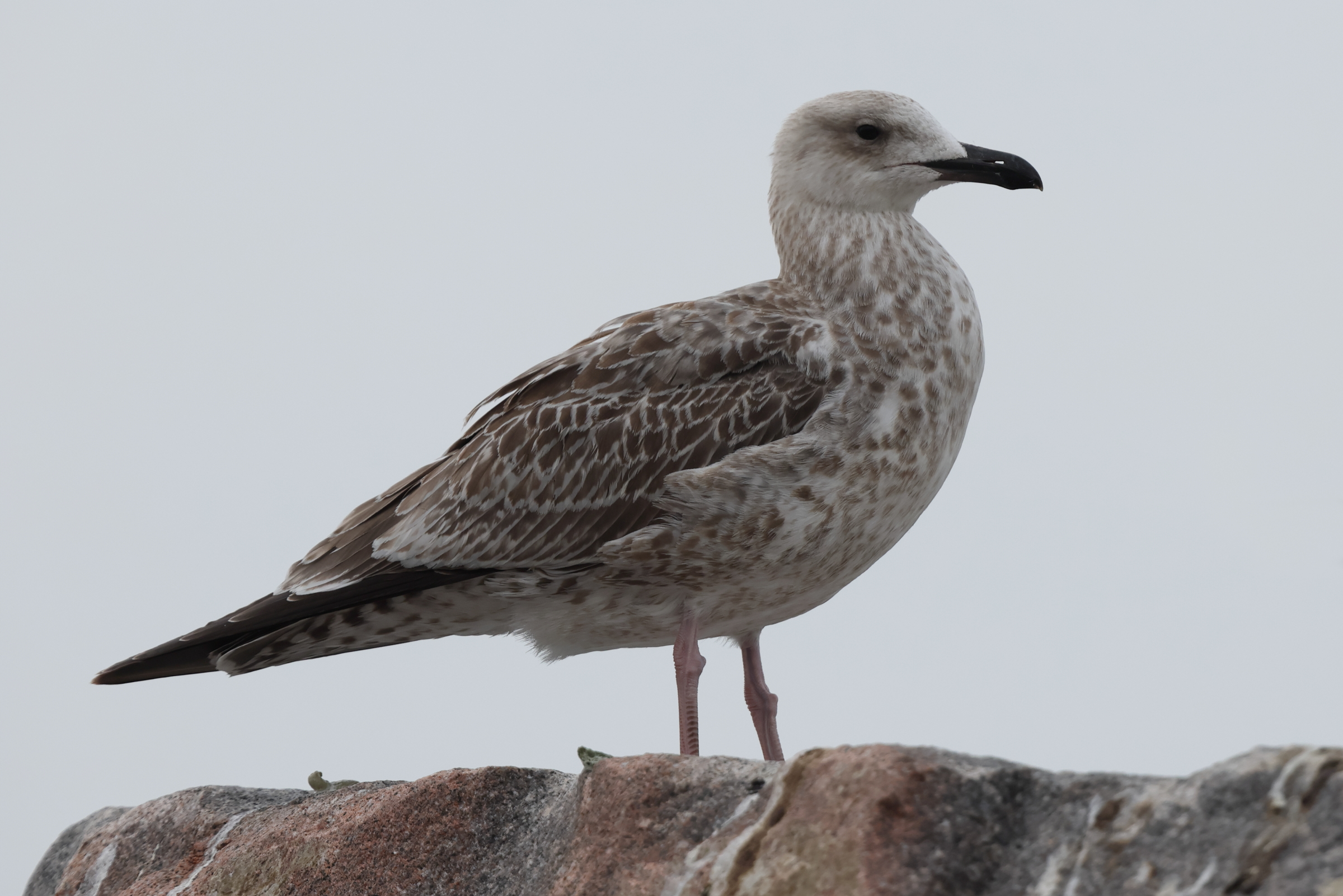 Caspian Gull. Norfolk, 13 August 2025 © Neil G. Morris.