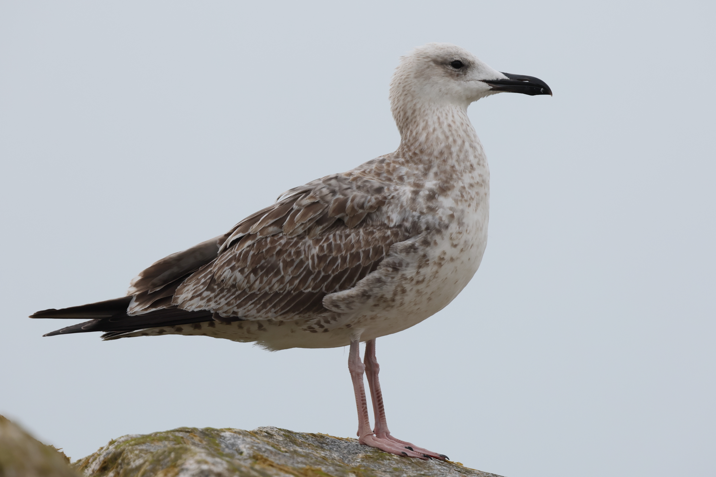 Caspian Gull. Norfolk, 13 August 2025 © Neil G. Morris.