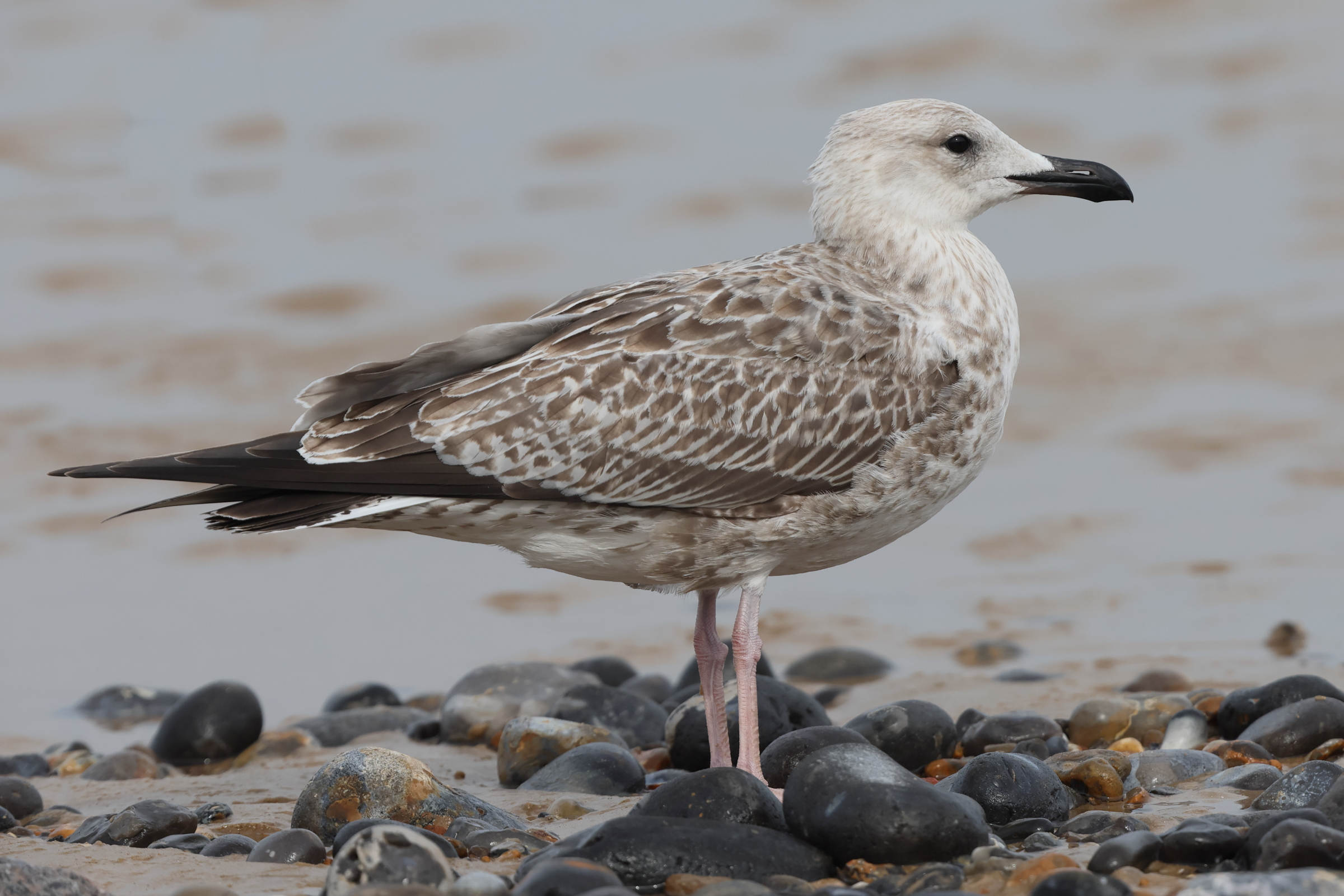 Caspian Gull. Norfolk, 13 August 2025 © Neil G. Morris.