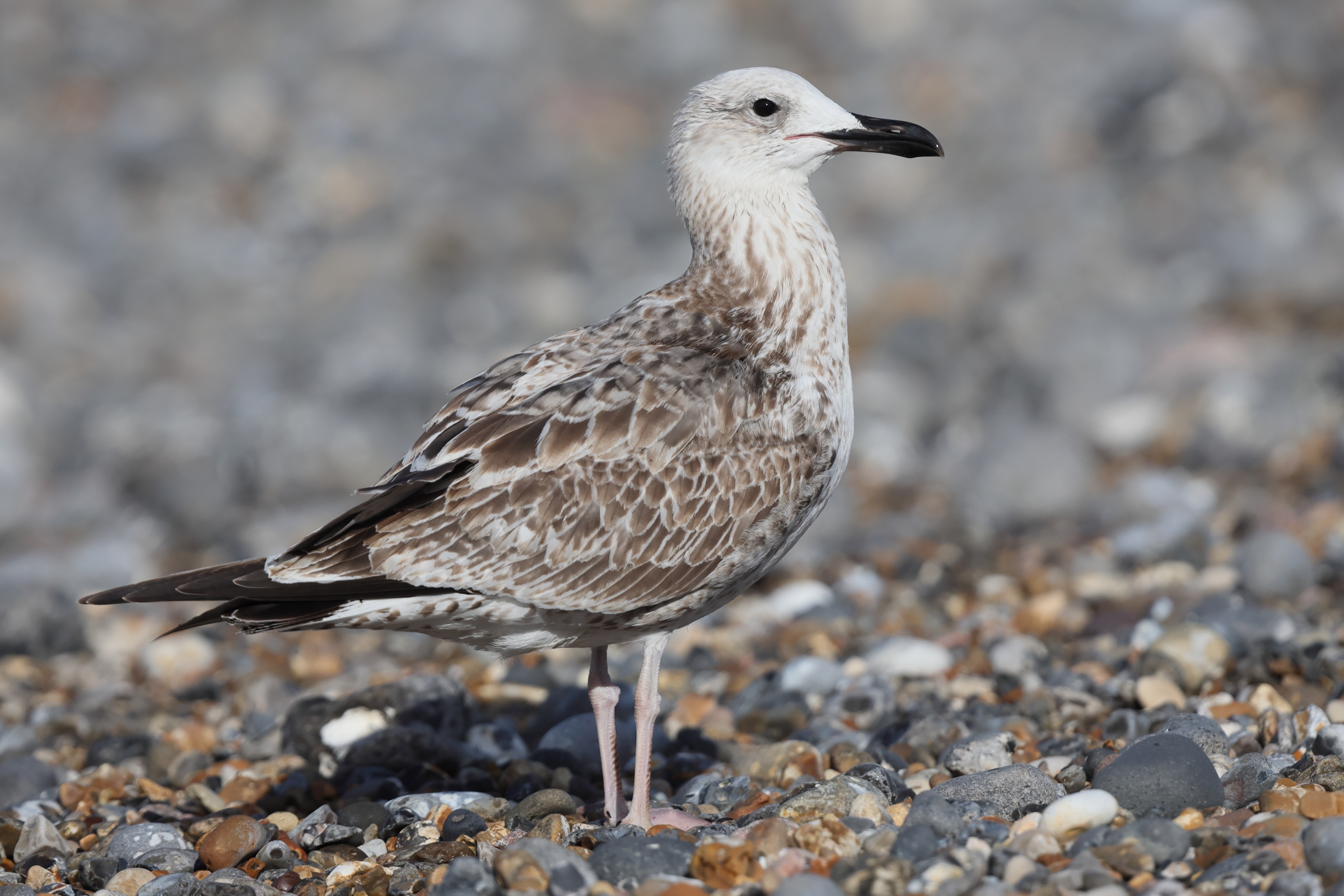 Caspian Gull. Norfolk, 16 August 2025 © Neil G. Morris.