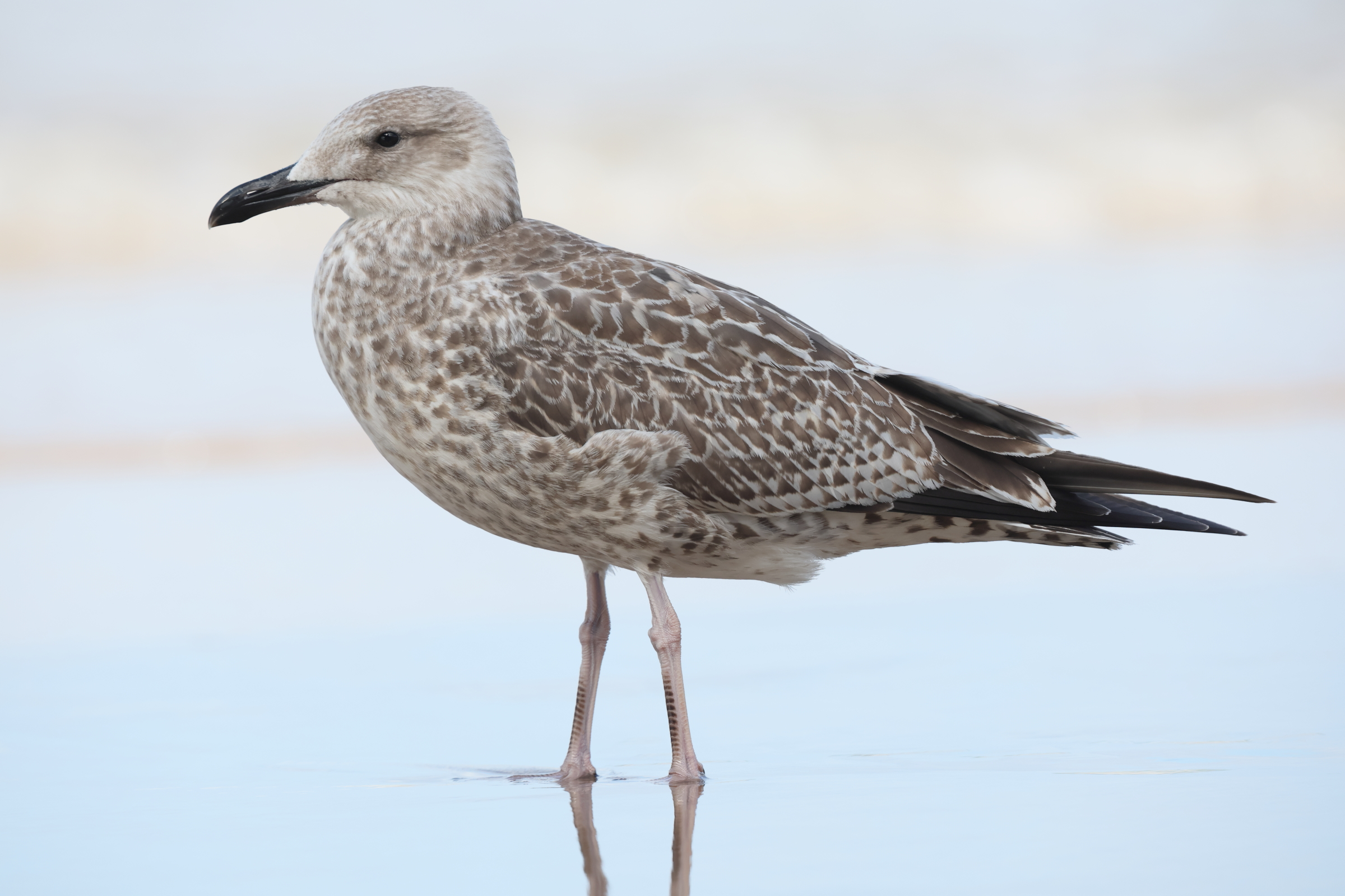 Caspian Gull. Norfolk, 16 August 2025 © Neil G. Morris.