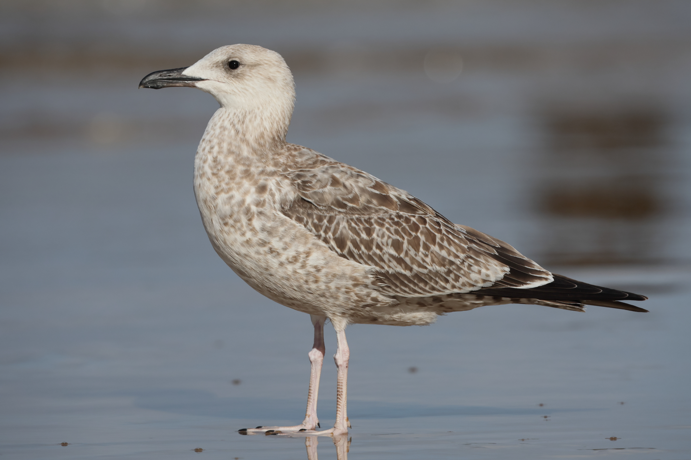Caspian Gull. Norfolk, 16 August 2025 © Neil G. Morris.