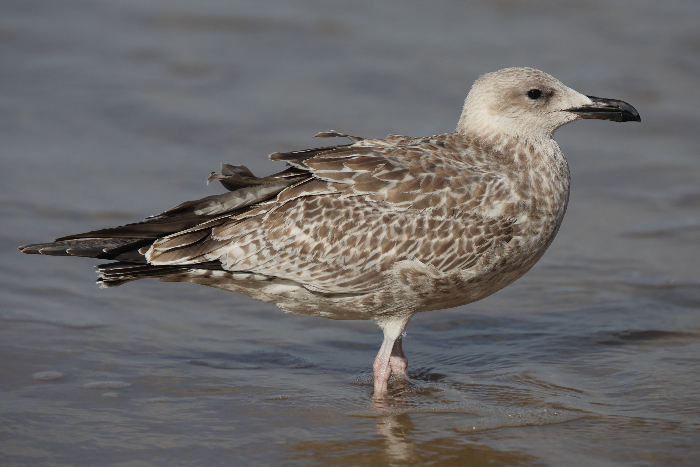 Caspian Gull. Norfolk, 16 August 2025 © Neil G. Morris.