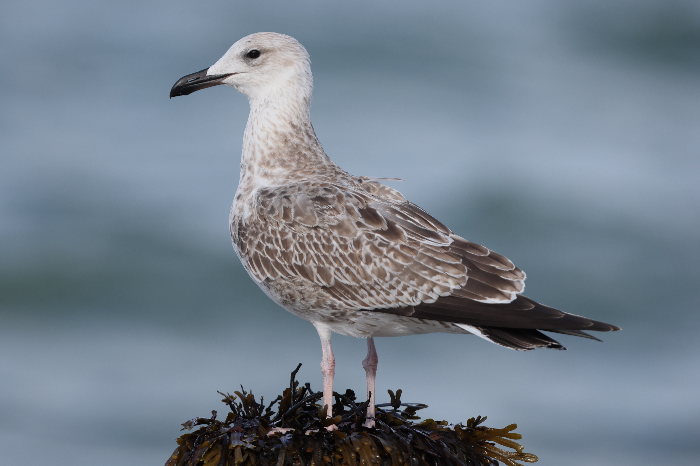 Caspian Gull. Norfolk, 16 August 2025 © Neil G. Morris.