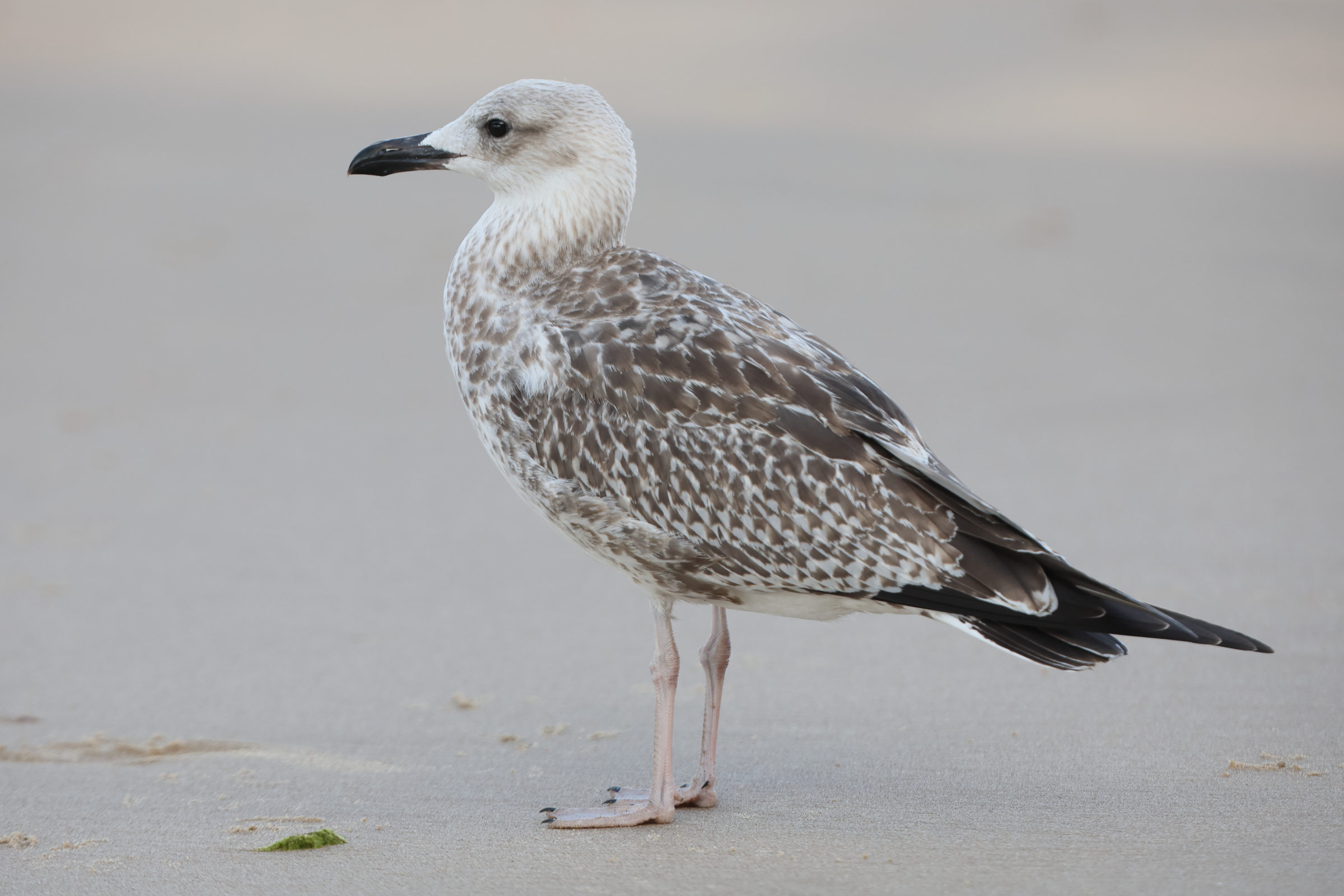 Caspian Gull. Norfolk, 16 August 2025 © Neil G. Morris.