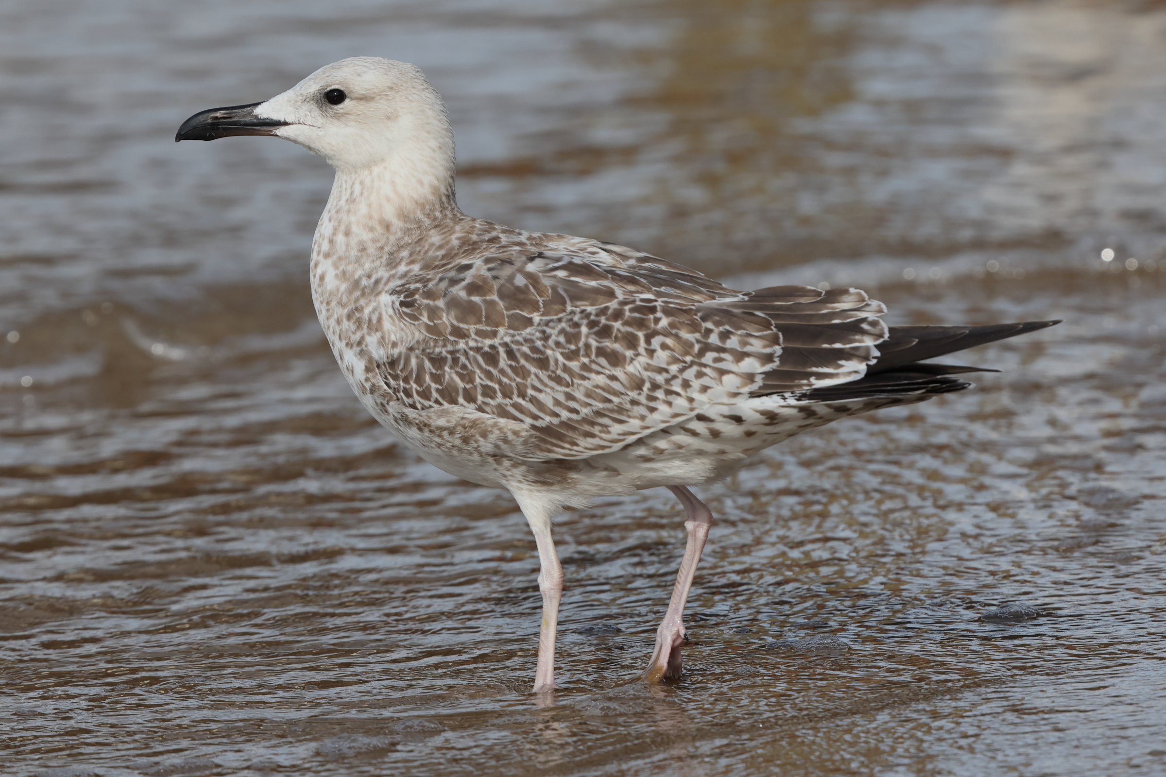 Caspian Gull. Norfolk, 16 August 2025 © Neil G. Morris.