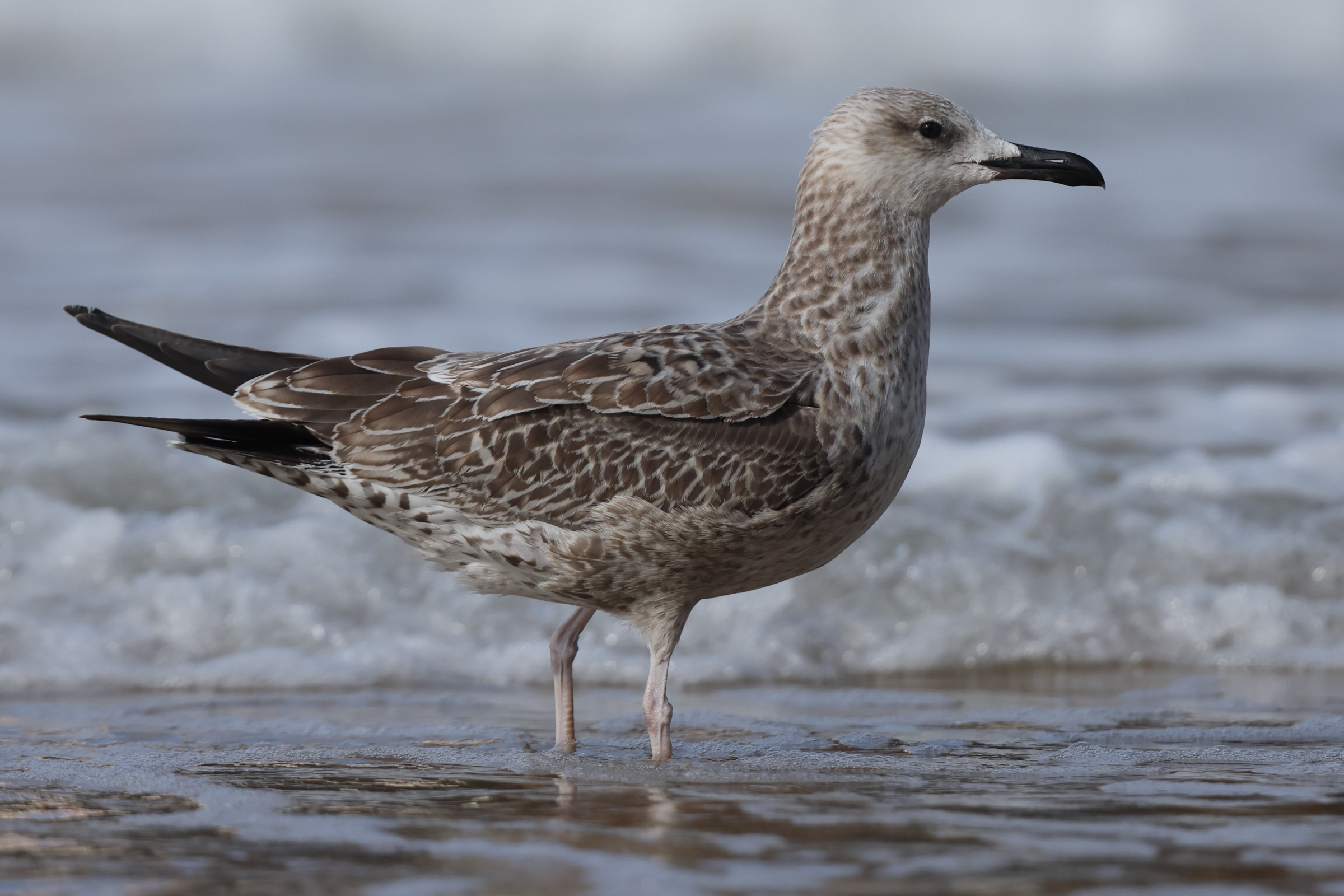 Caspian Gull. Norfolk, 16 August 2025 © Neil G. Morris