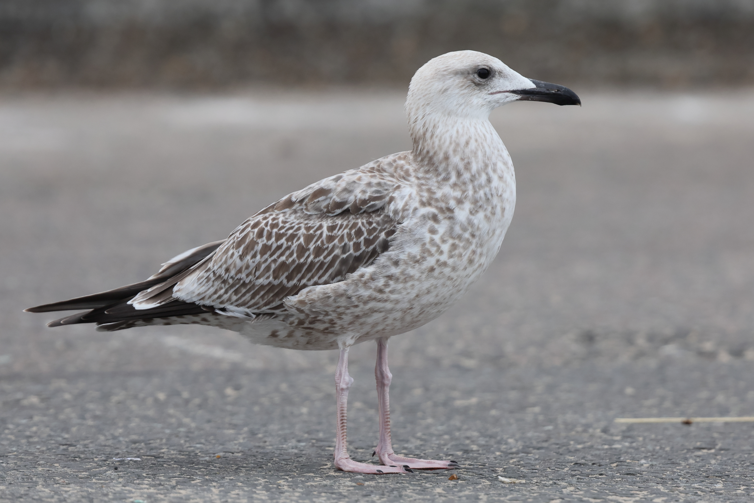 Caspian Gull. Norfolk, 19 August 2025 © Neil G. Morris
