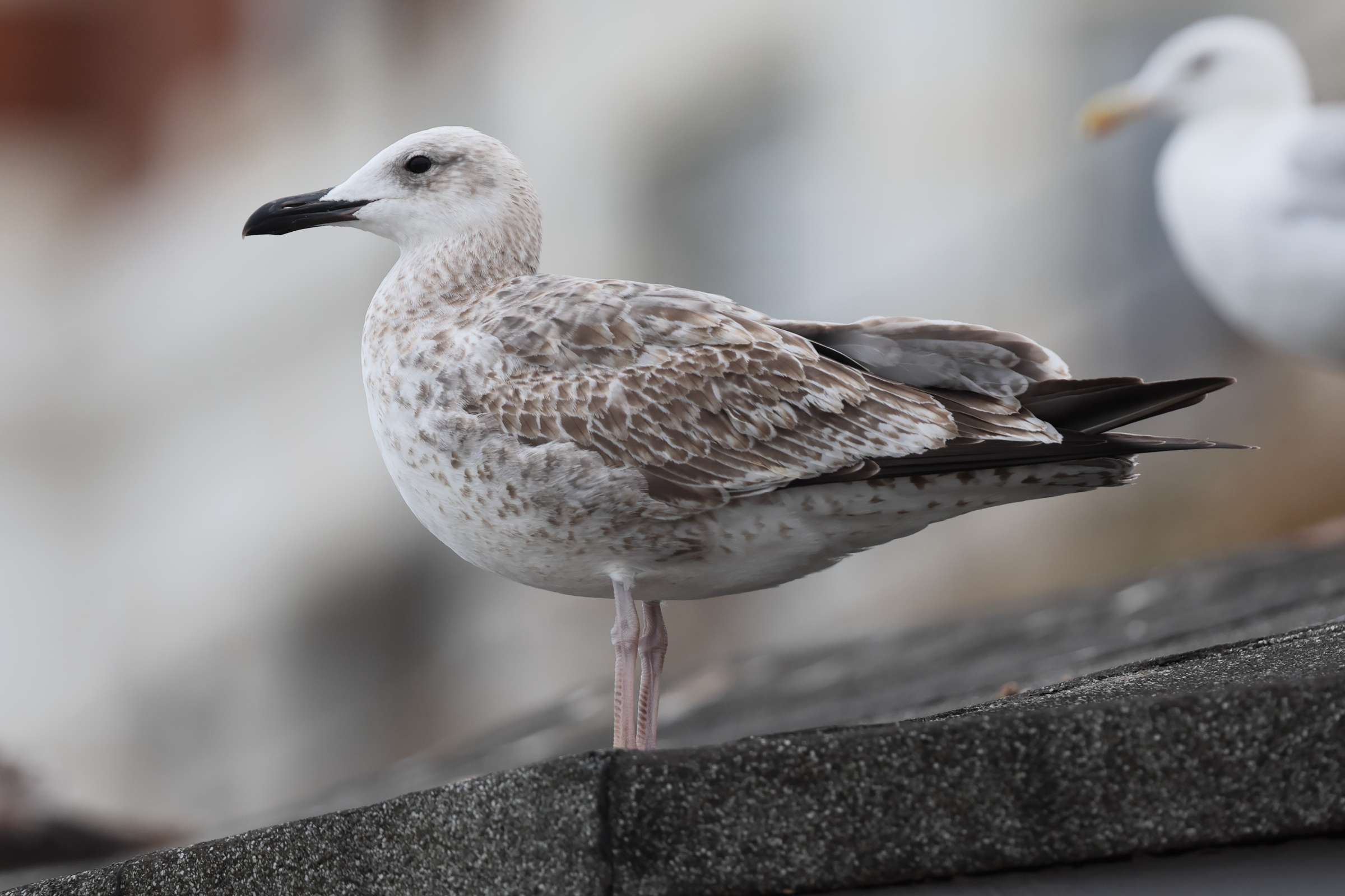 Caspian Gull. Norfolk, 19 August 2025 © Neil G. Morris