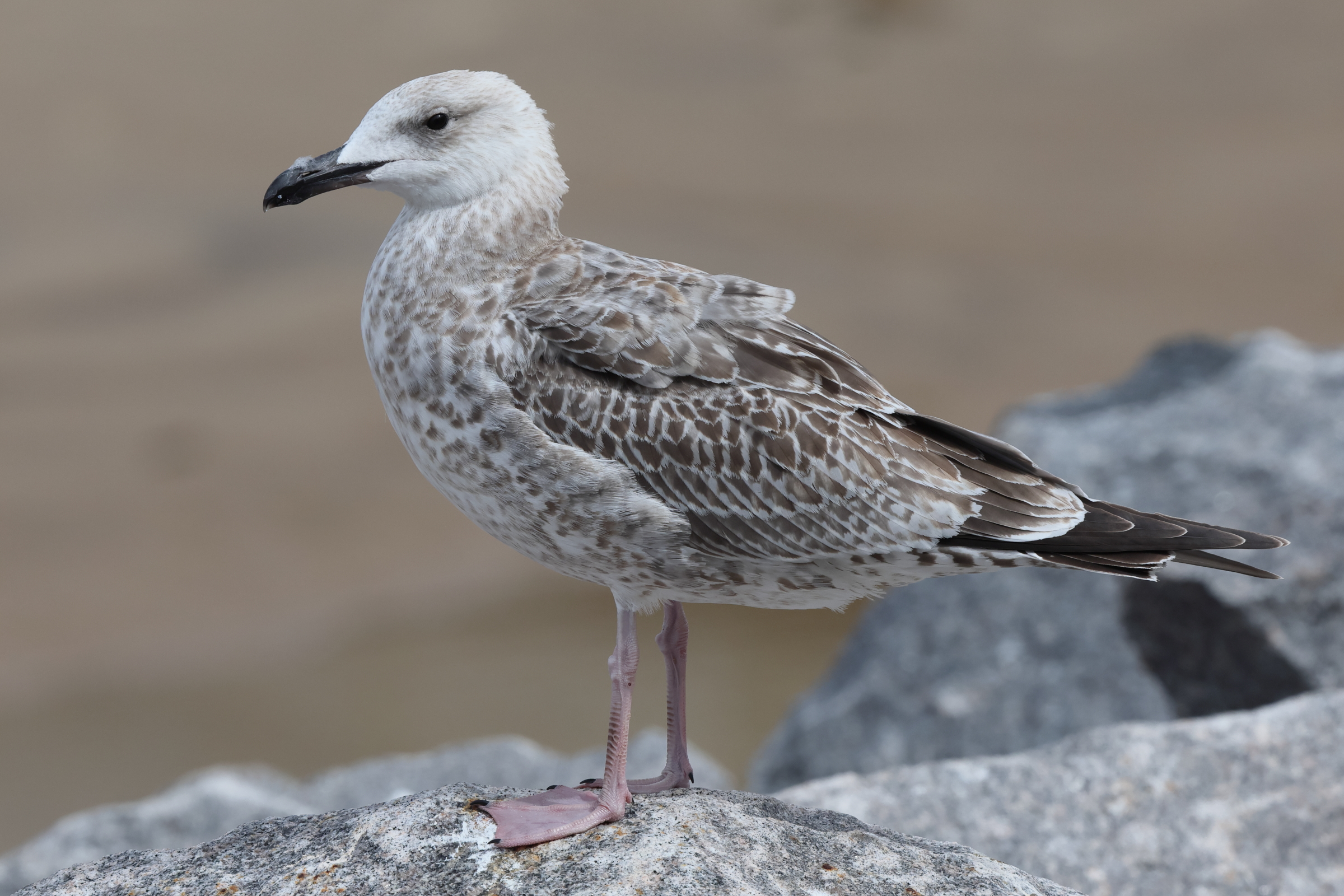 Caspian Gull. Norfolk, 21 August 2025 © Neil G. Morris