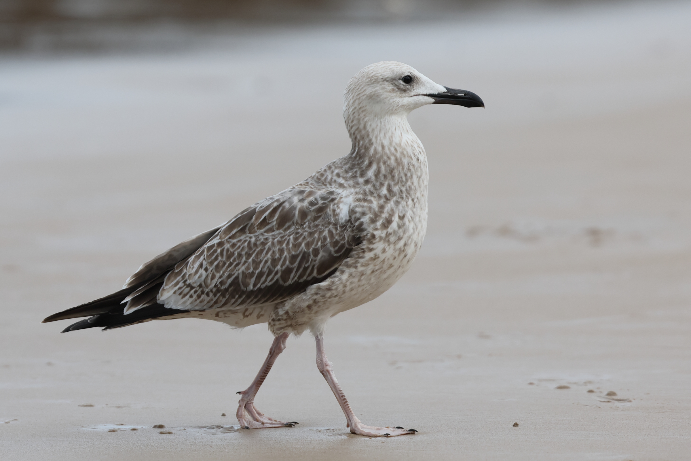 Caspian Gull. Norfolk, 23 August 2025 © Neil G. Morris