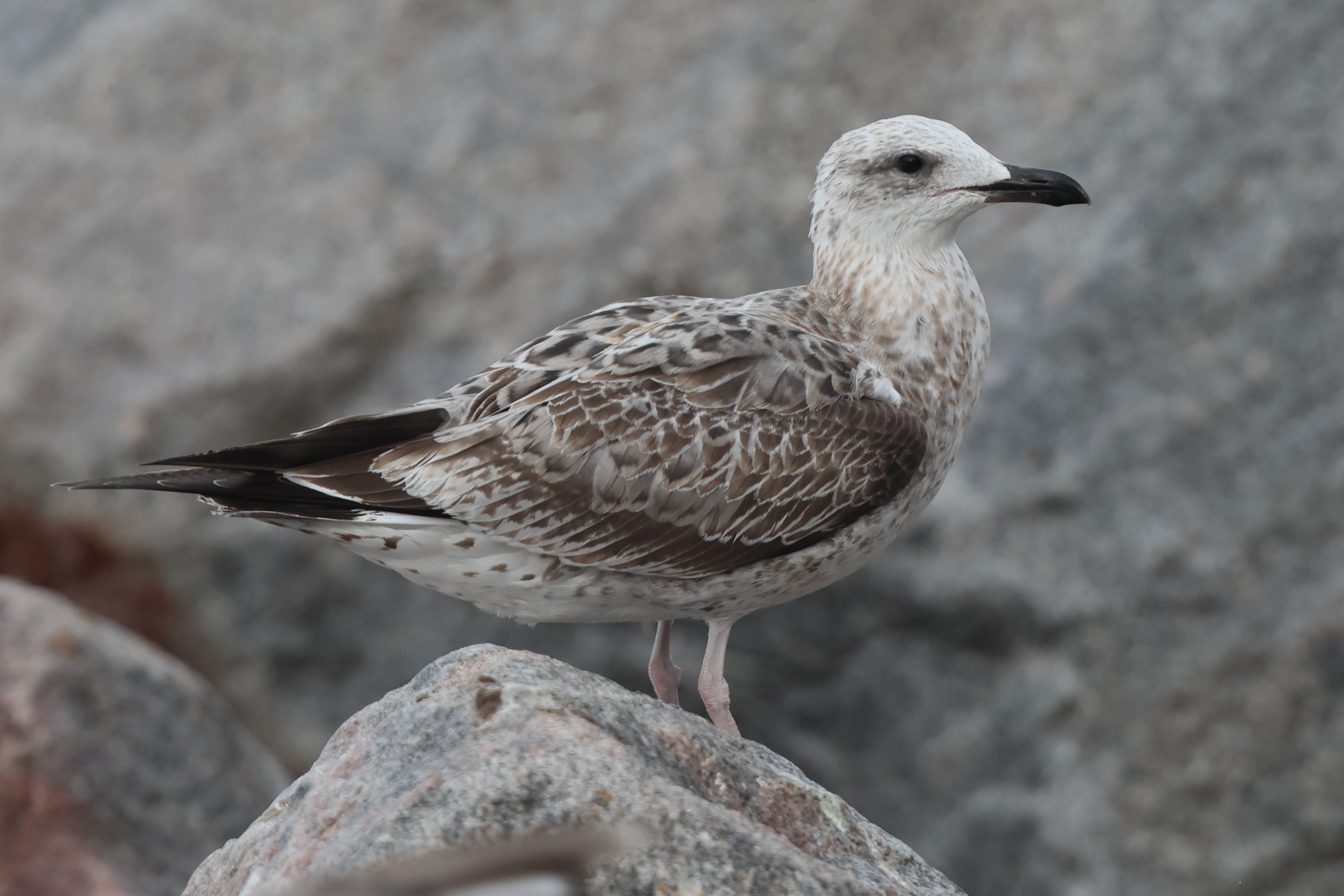 Caspian Gull. Norfolk, 23 August 2025 © Neil G. Morris