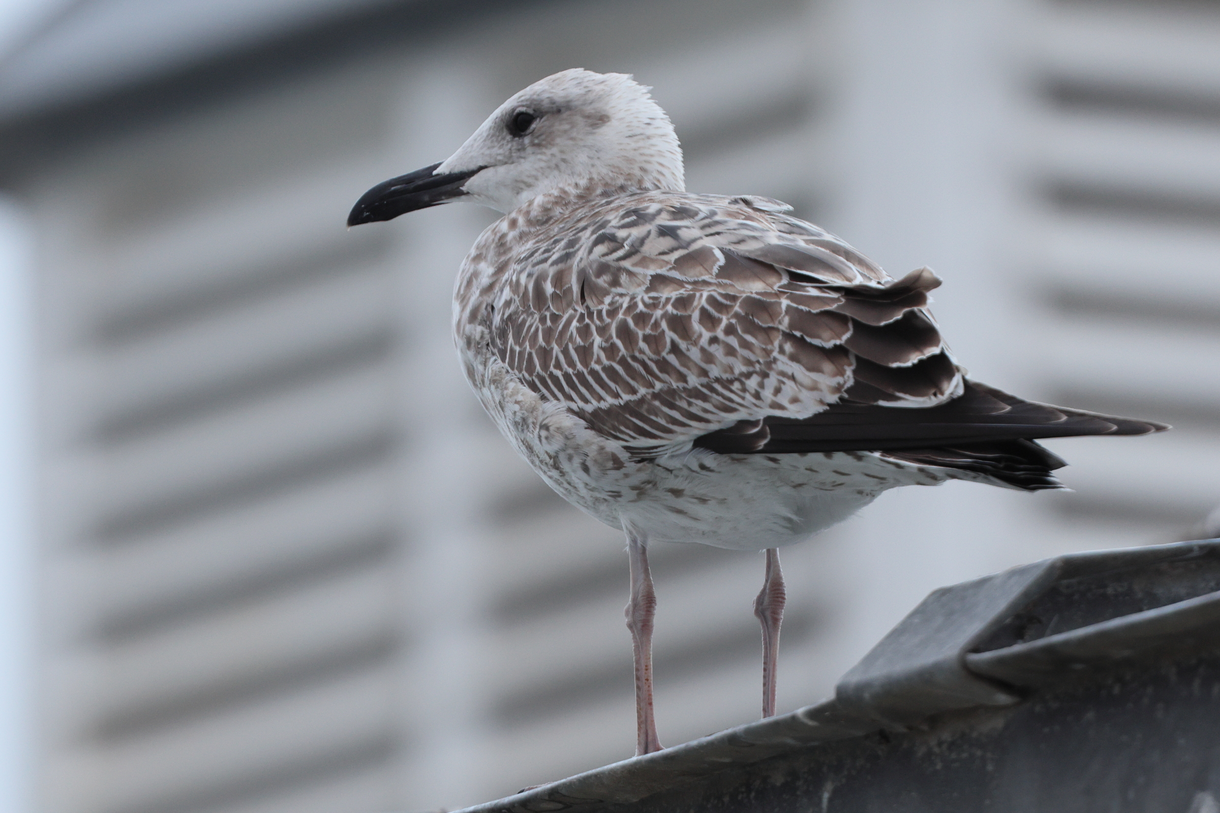 Caspian Gull. Norfolk, 23 August 2025 © Neil G. Morris