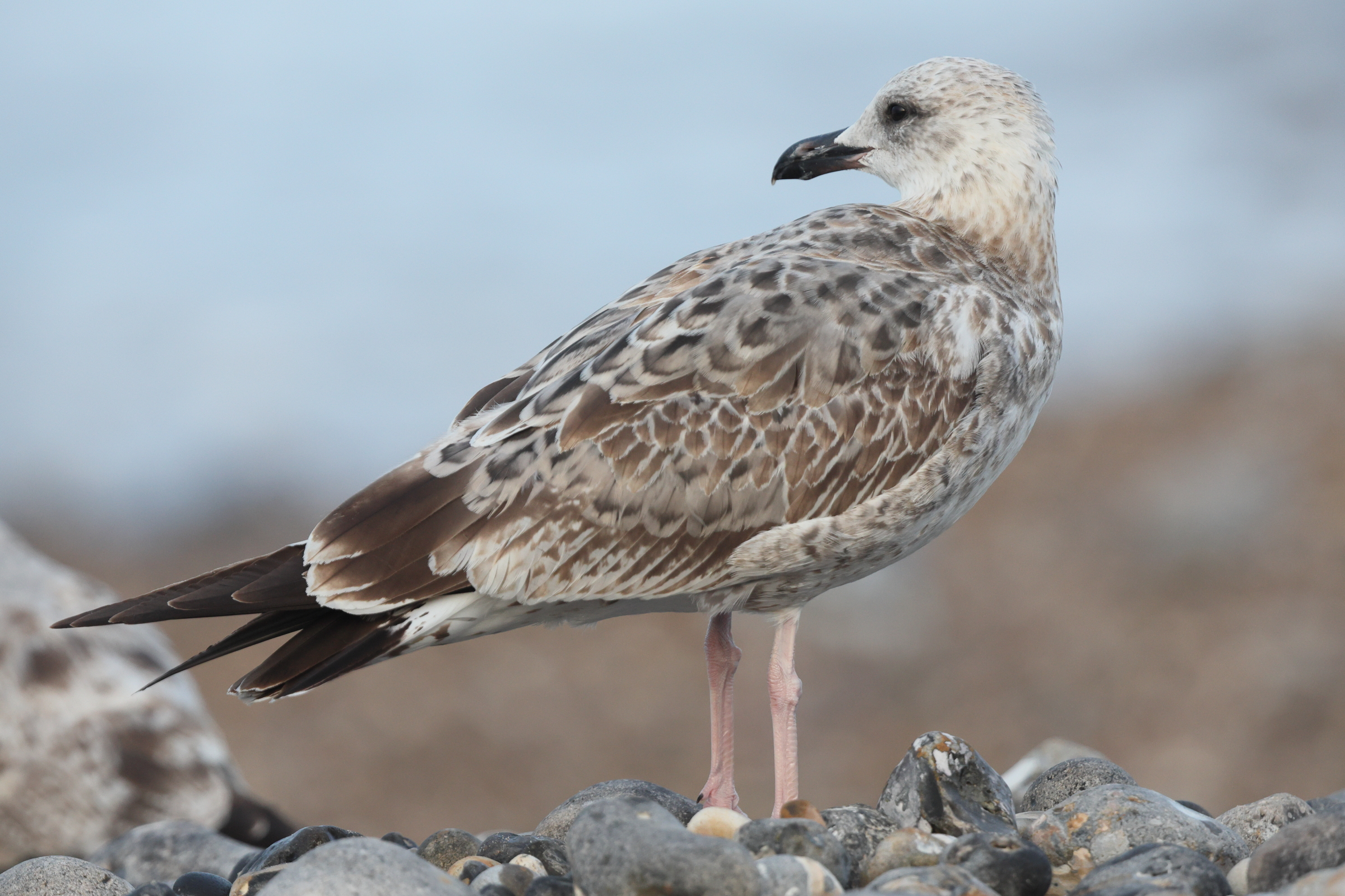 Caspian Gull. Norfolk, 24 August 2025 © Neil G. Morris