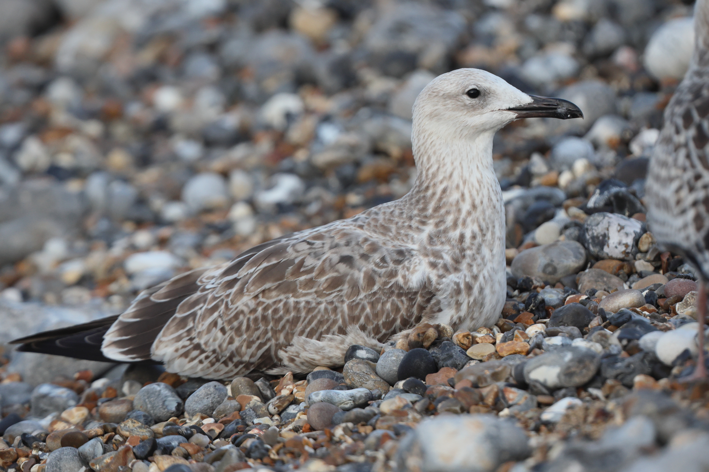 Caspian Gull. Norfolk, 24 August 2025 © Neil G. Morris