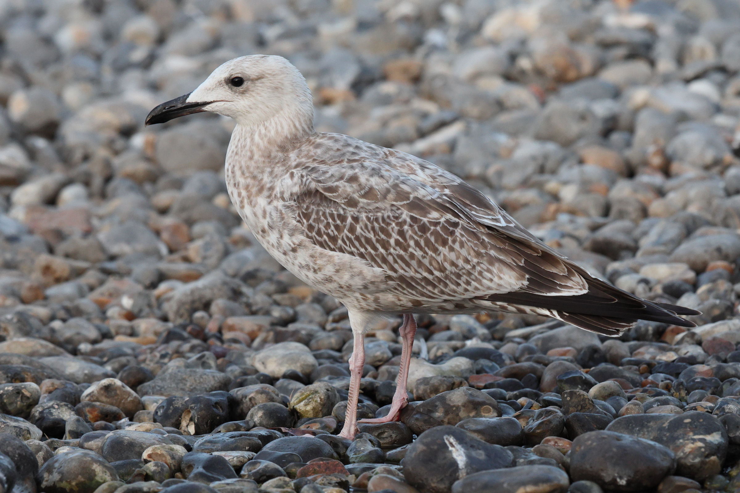 Caspian Gull. Norfolk, 24 August 2025 © Neil G. Morris