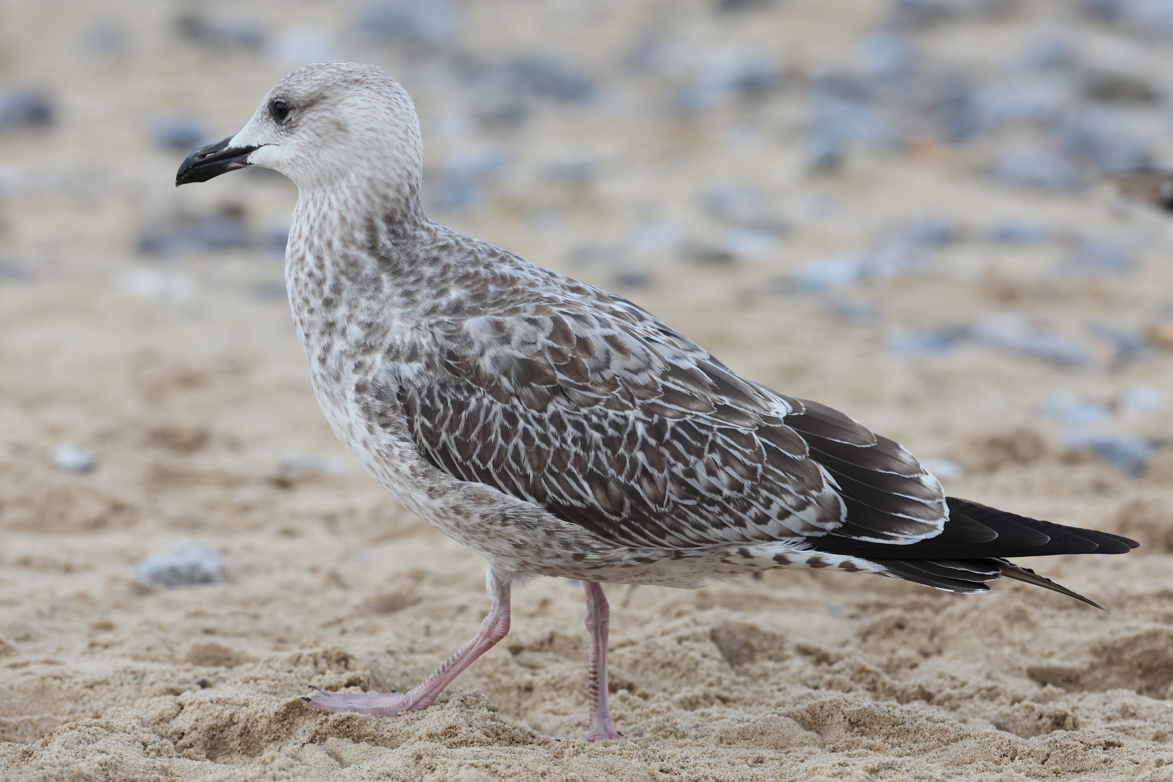 Caspian Gull. Norfolk, 26 August 2025 © Neil G. Morris