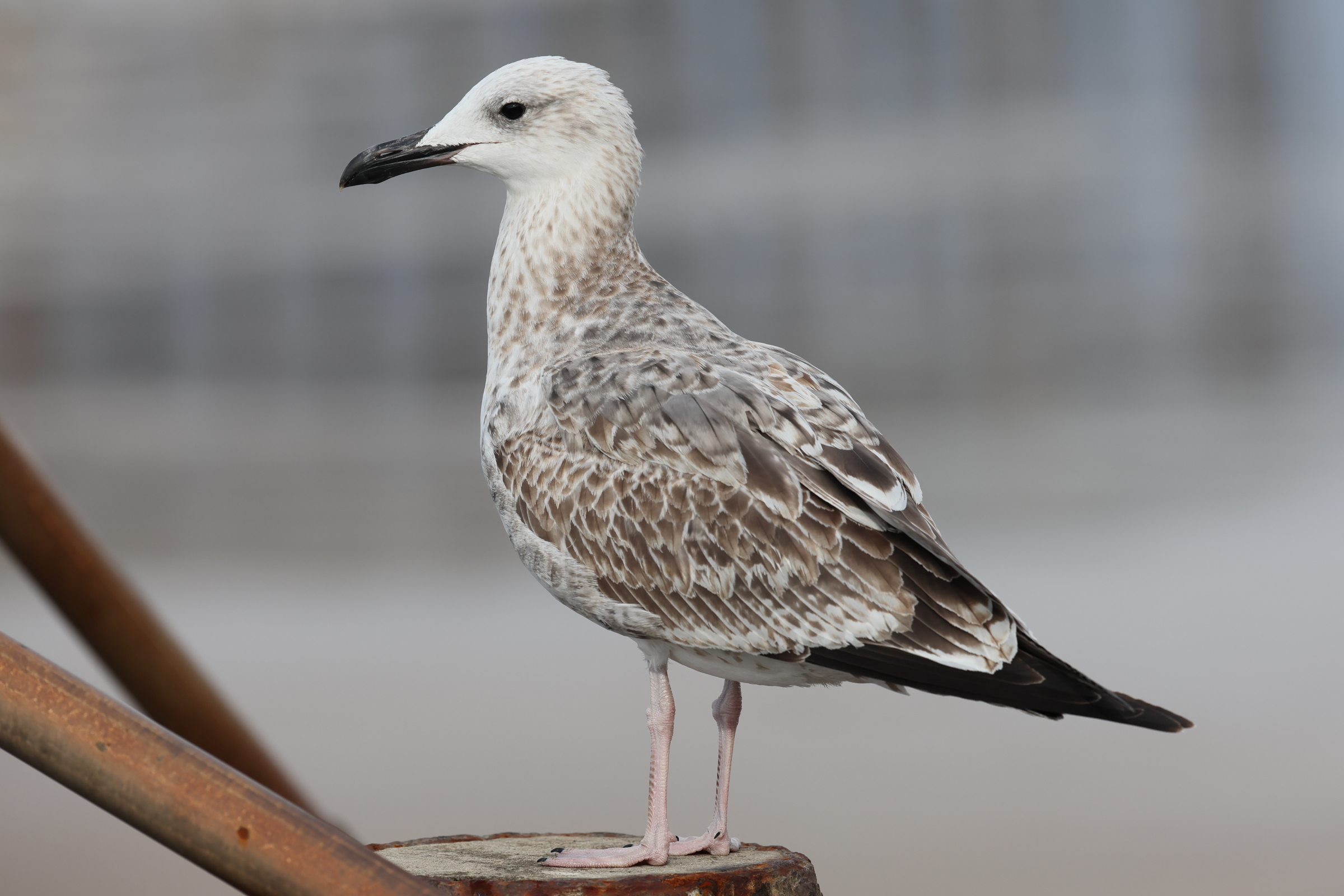 Caspian Gull. Norfolk, 26 August 2025 © Neil G. Morris