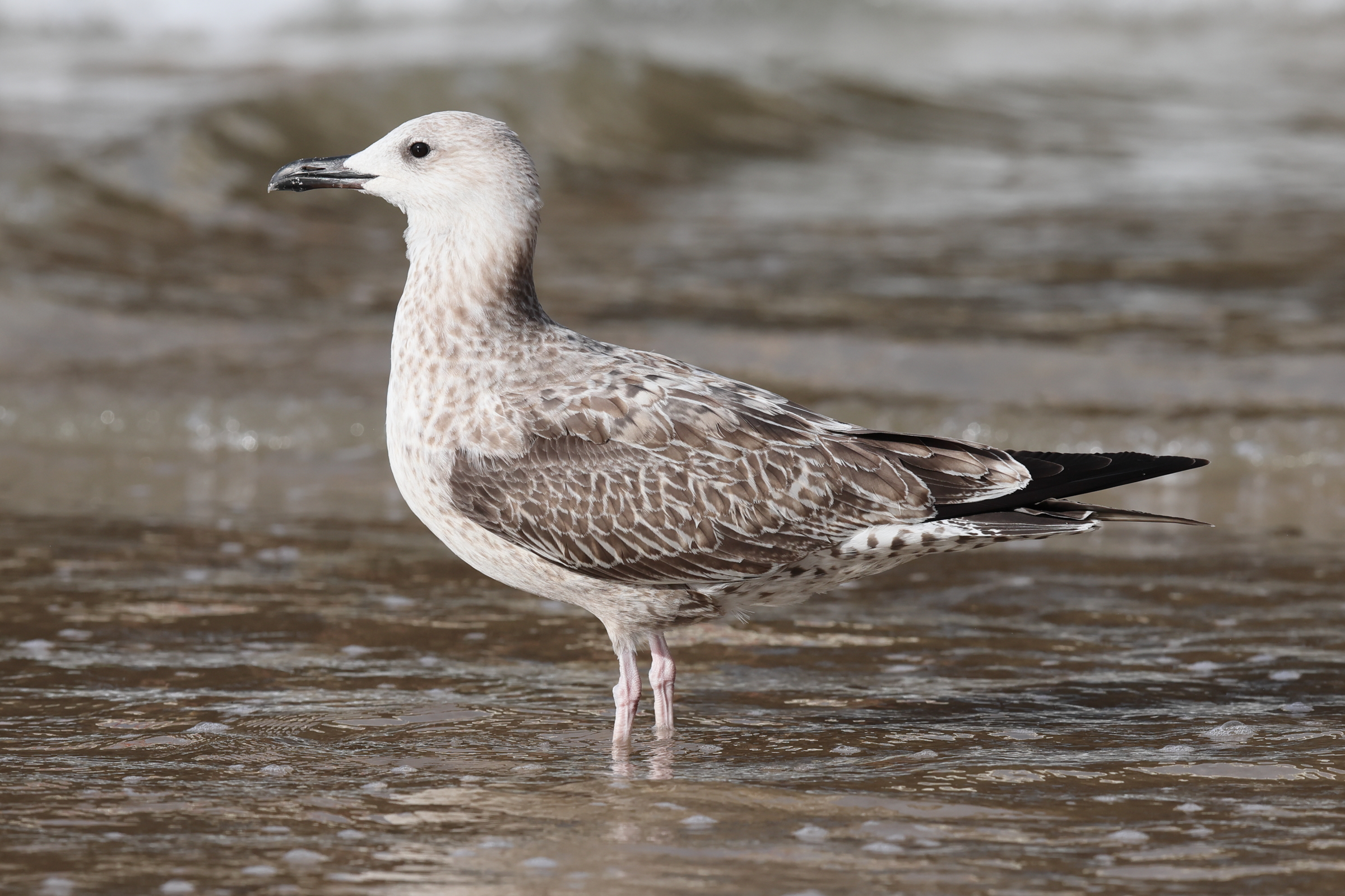 Caspian Gull. Norfolk, 26 August 2025 © Neil G. Morris