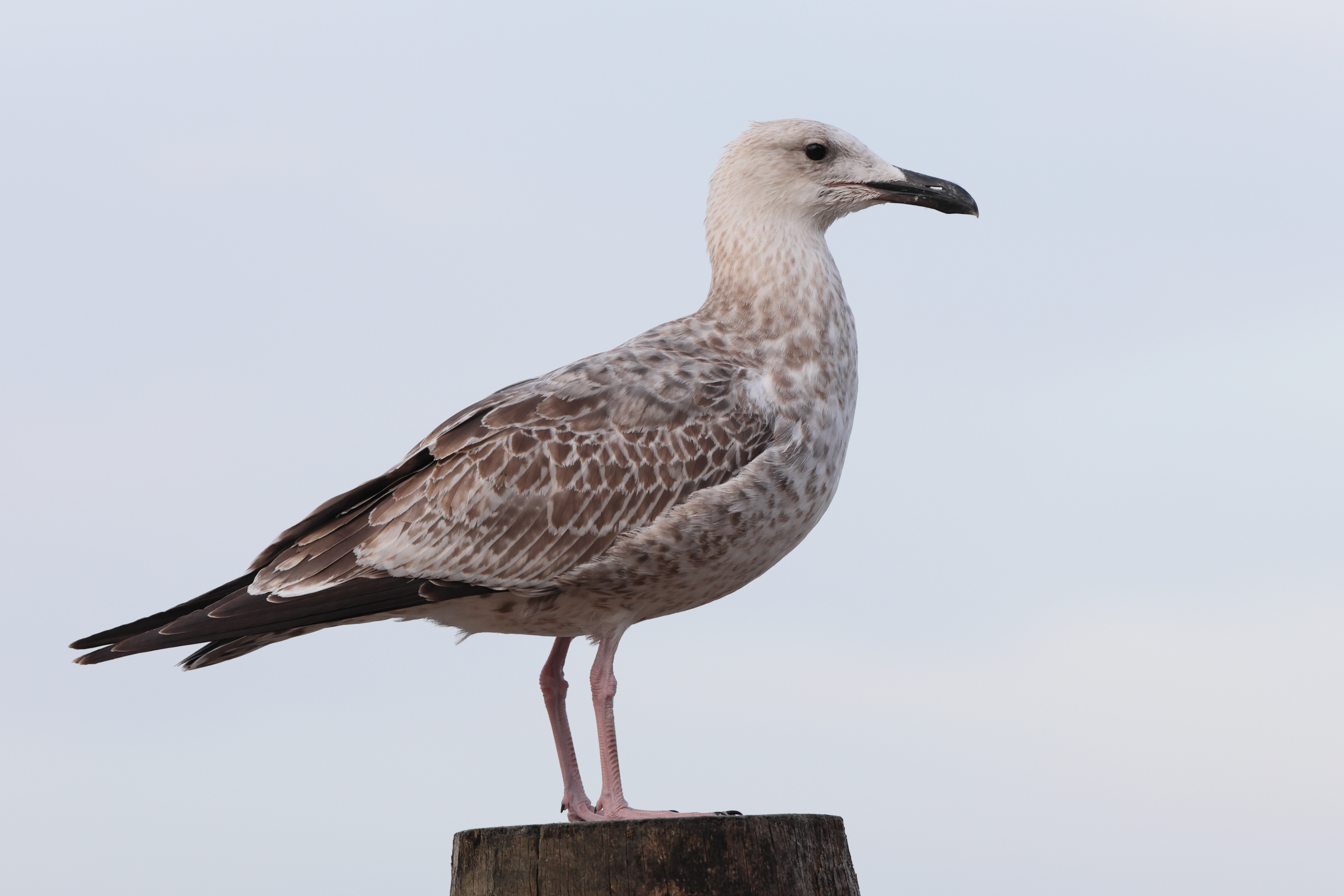 Caspian Gull. Norfolk, 26 August 2025 © Neil G. Morris