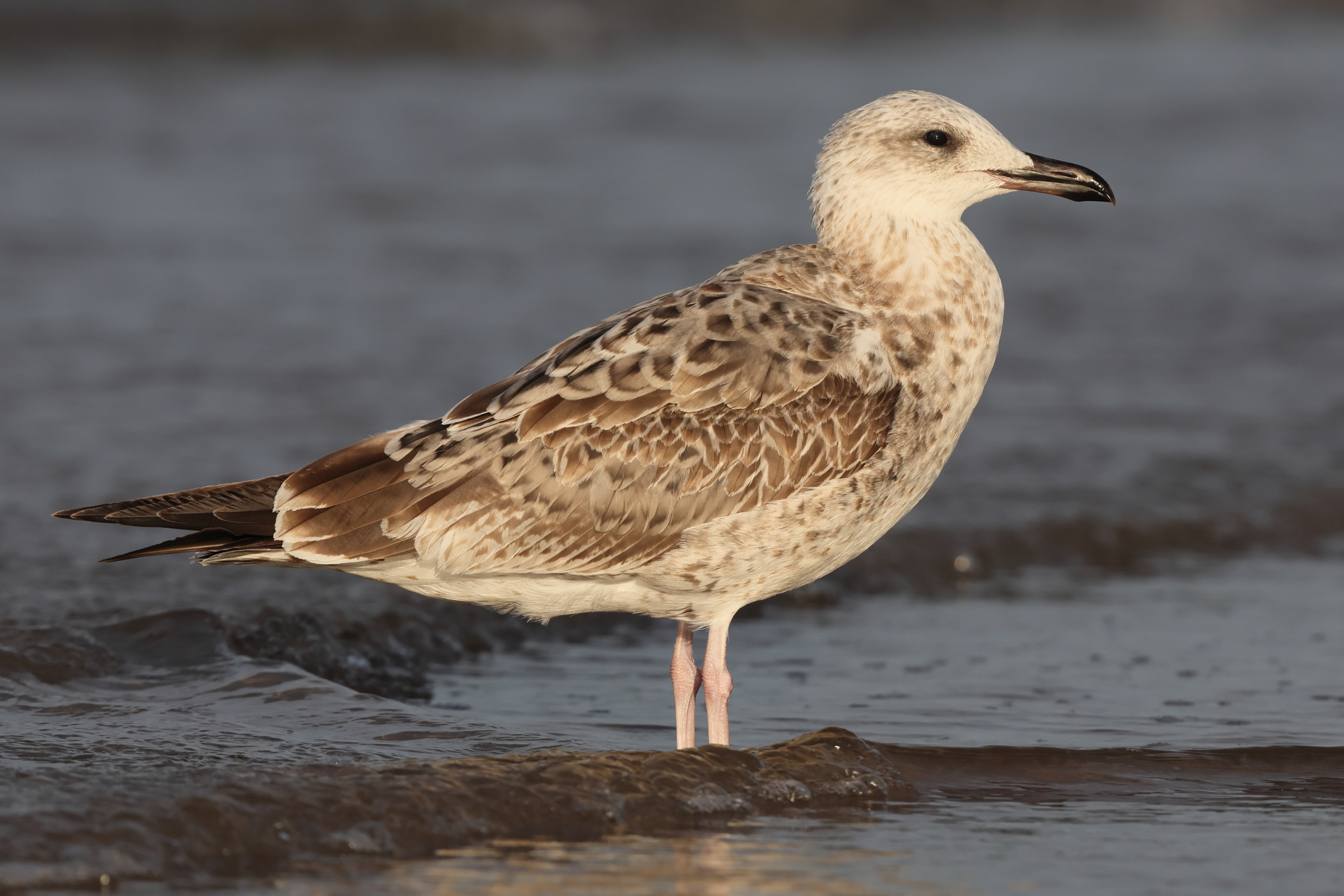 Caspian Gull. Norfolk, 26 August 2025 © Neil G. Morris