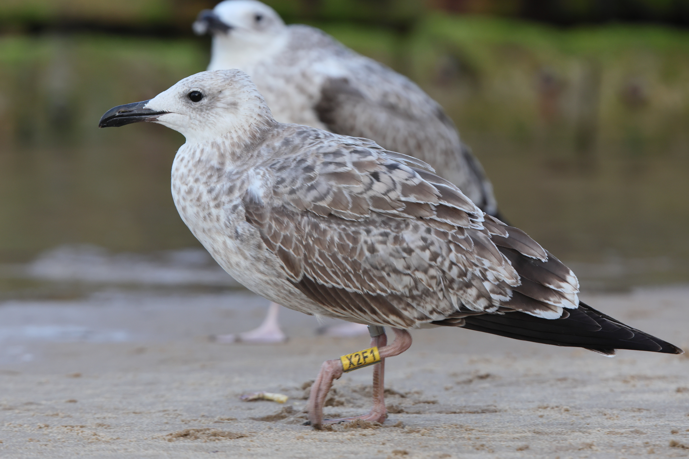 Caspian Gull. Norfolk, 26 August 2025 © Neil G. Morris