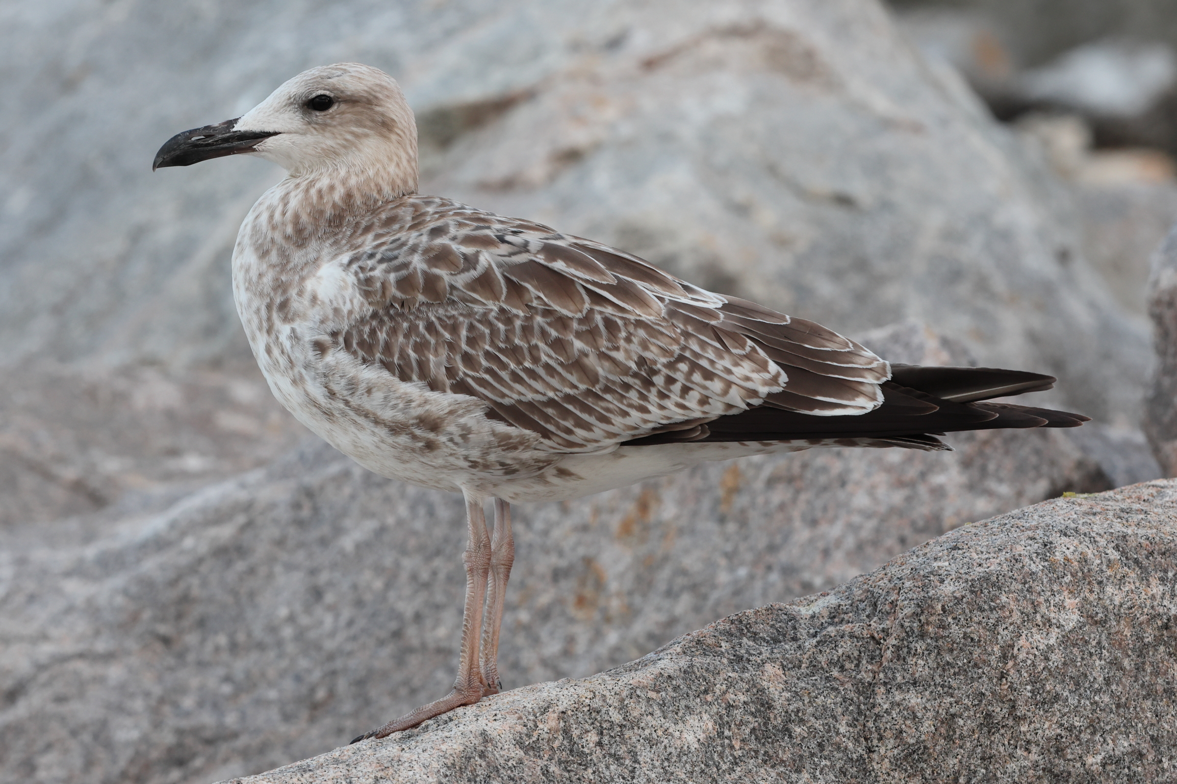 Caspian Gull. Norfolk, 26 August 2025 © Neil G. Morris