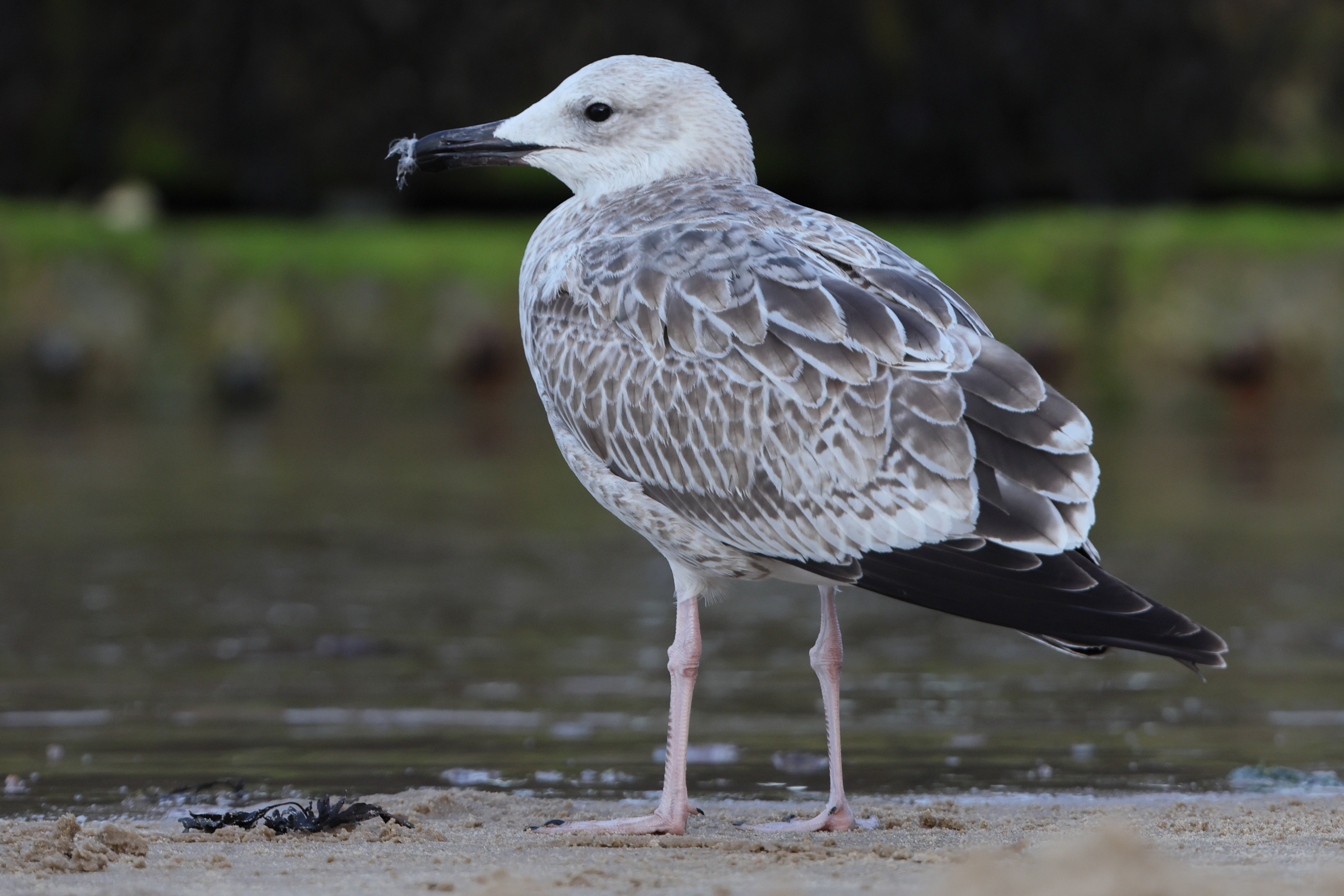 Caspian Gull. Norfolk, 26 August 2025 © Neil G. Morris