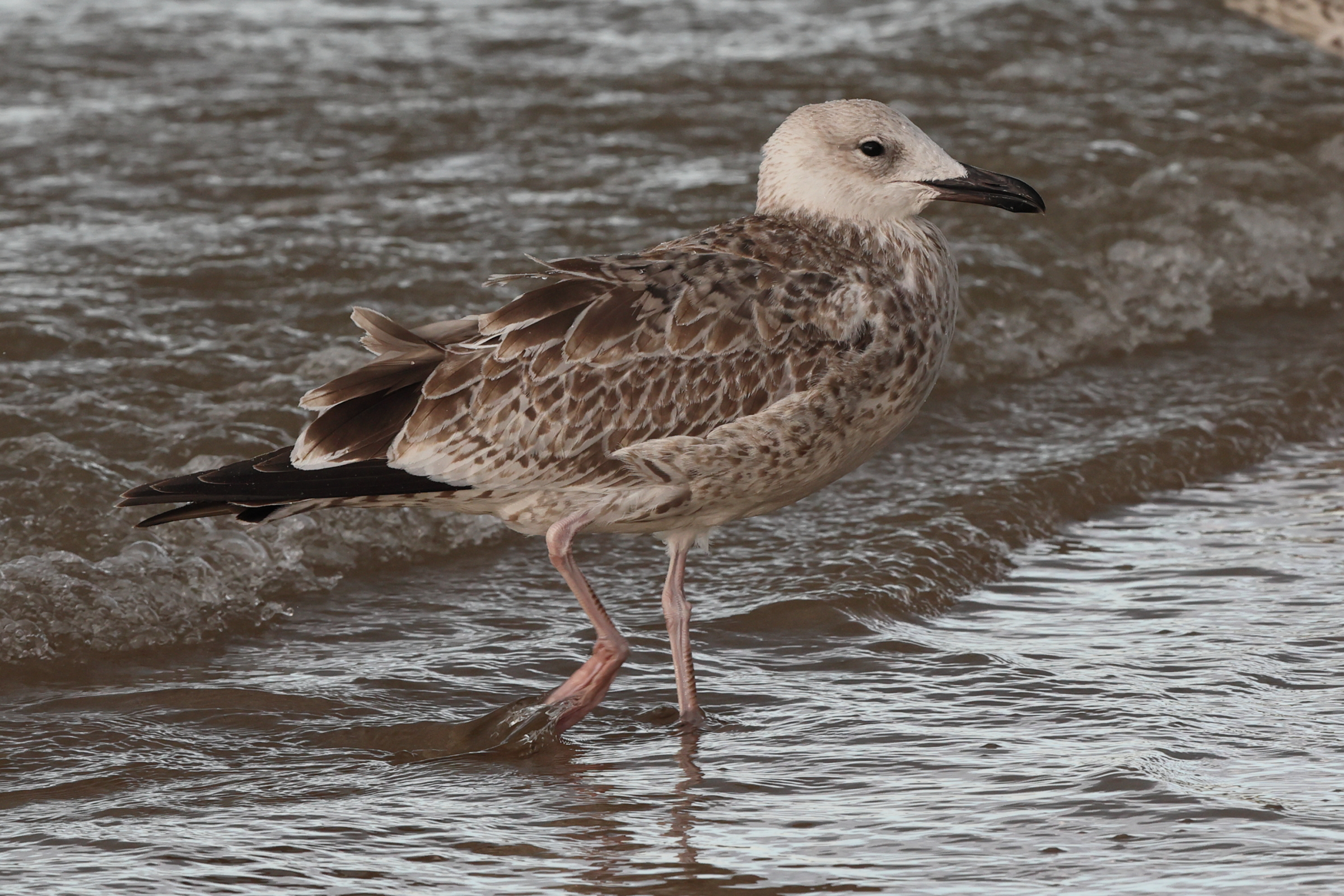 Caspian Gull. Norfolk, 28 August 2025 © Neil G. Morris