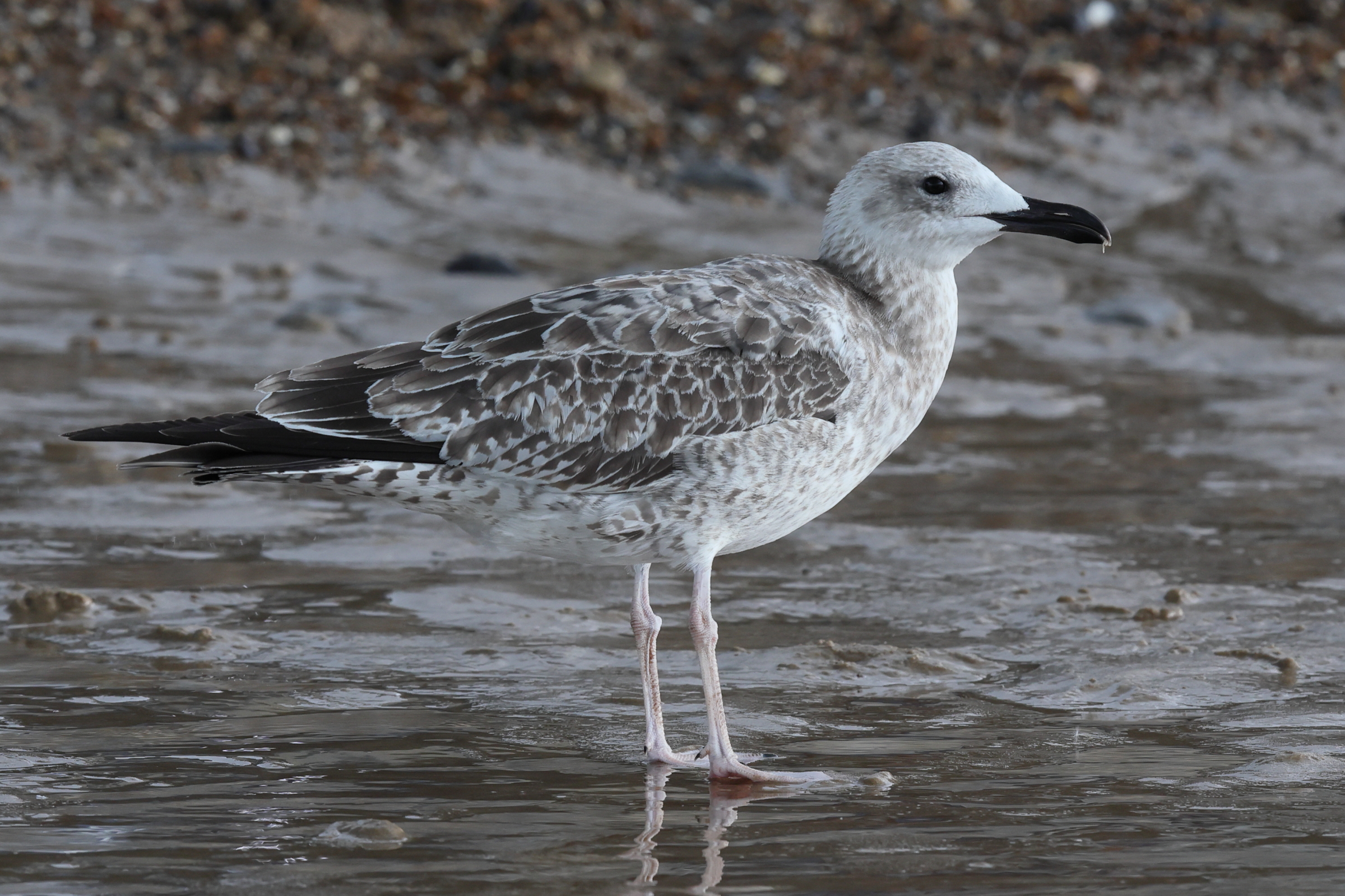 Caspian Gull. Norfolk, 28 August 2025 © Neil G. Morris