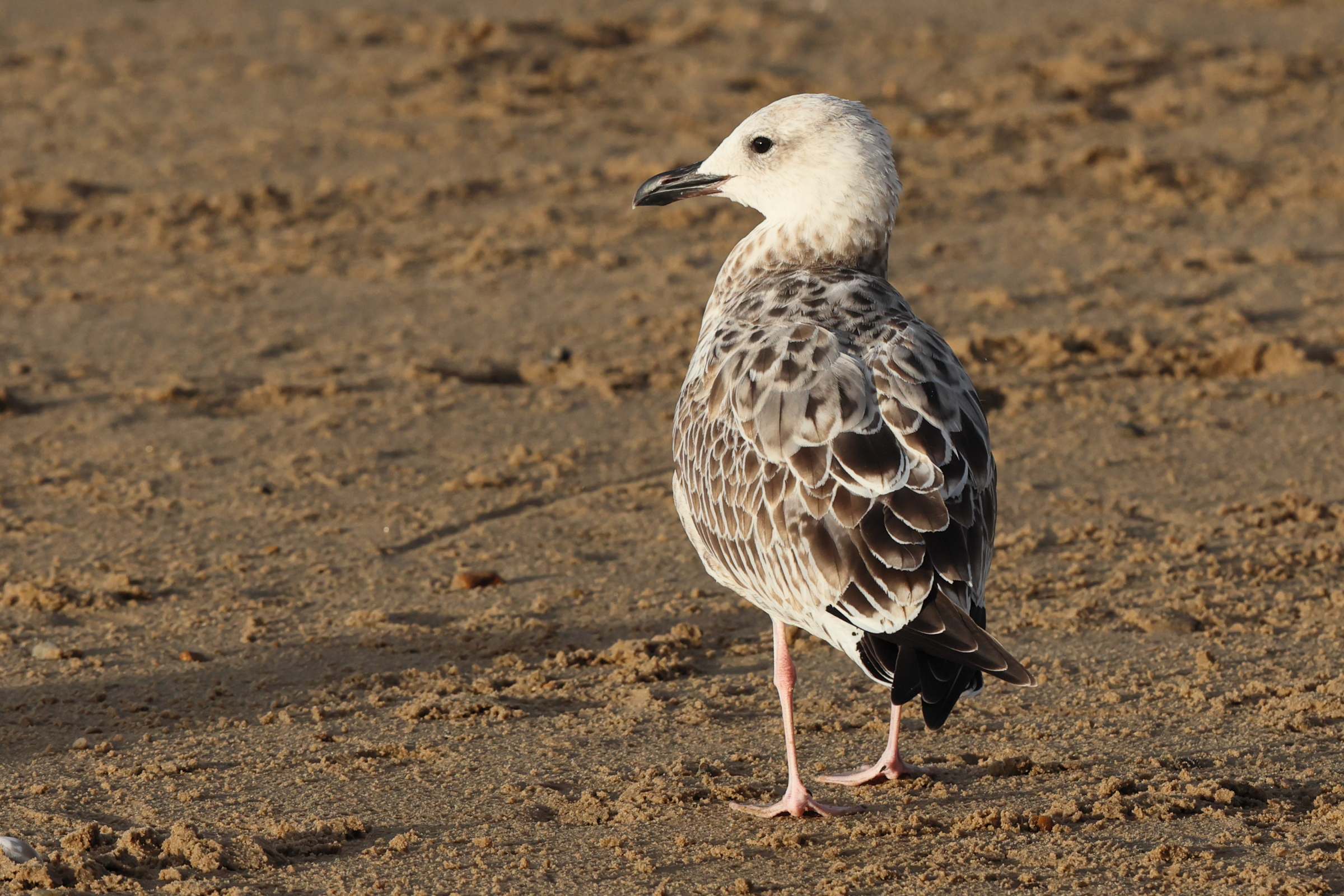 Caspian Gull. Norfolk, 28 August 2025 © Neil G. Morris