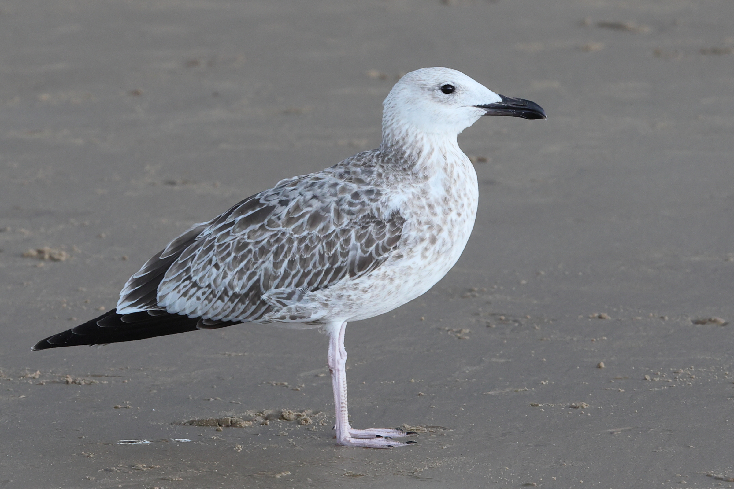 Caspian Gull. Norfolk, 28 August 2025 © Neil G. Morris